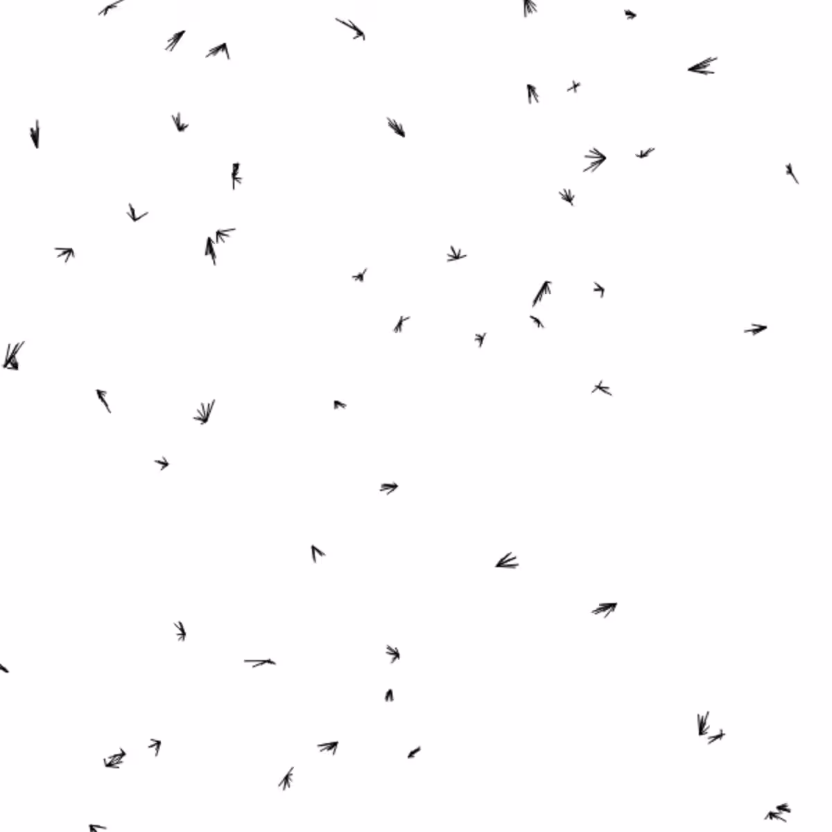 Gnats