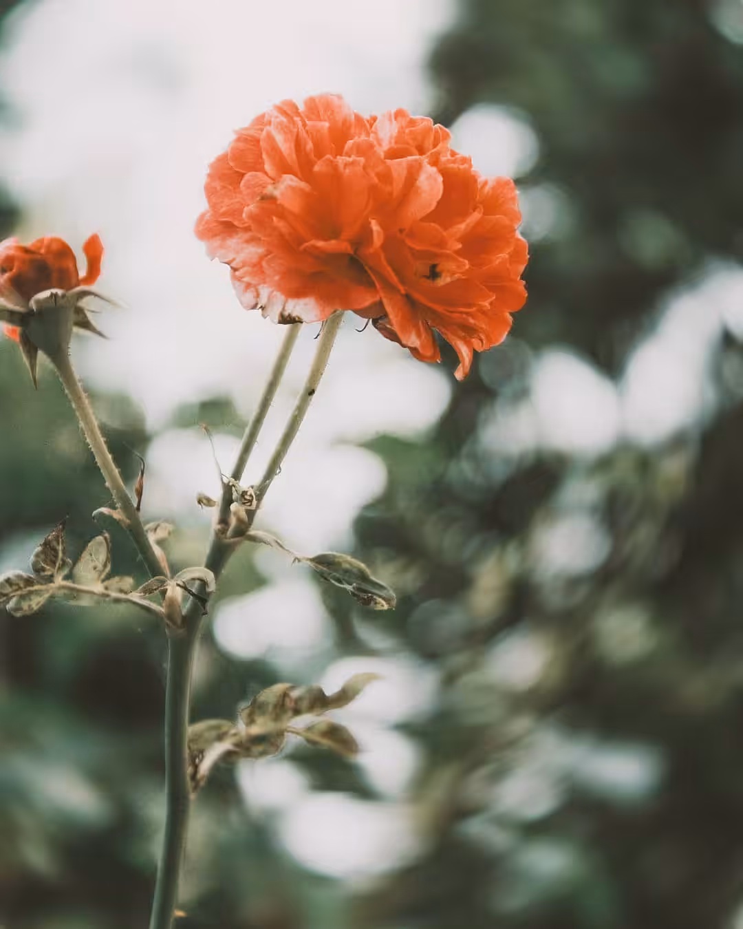 bloom #20