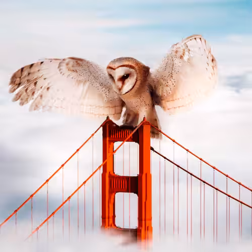Bella the Barn Owl