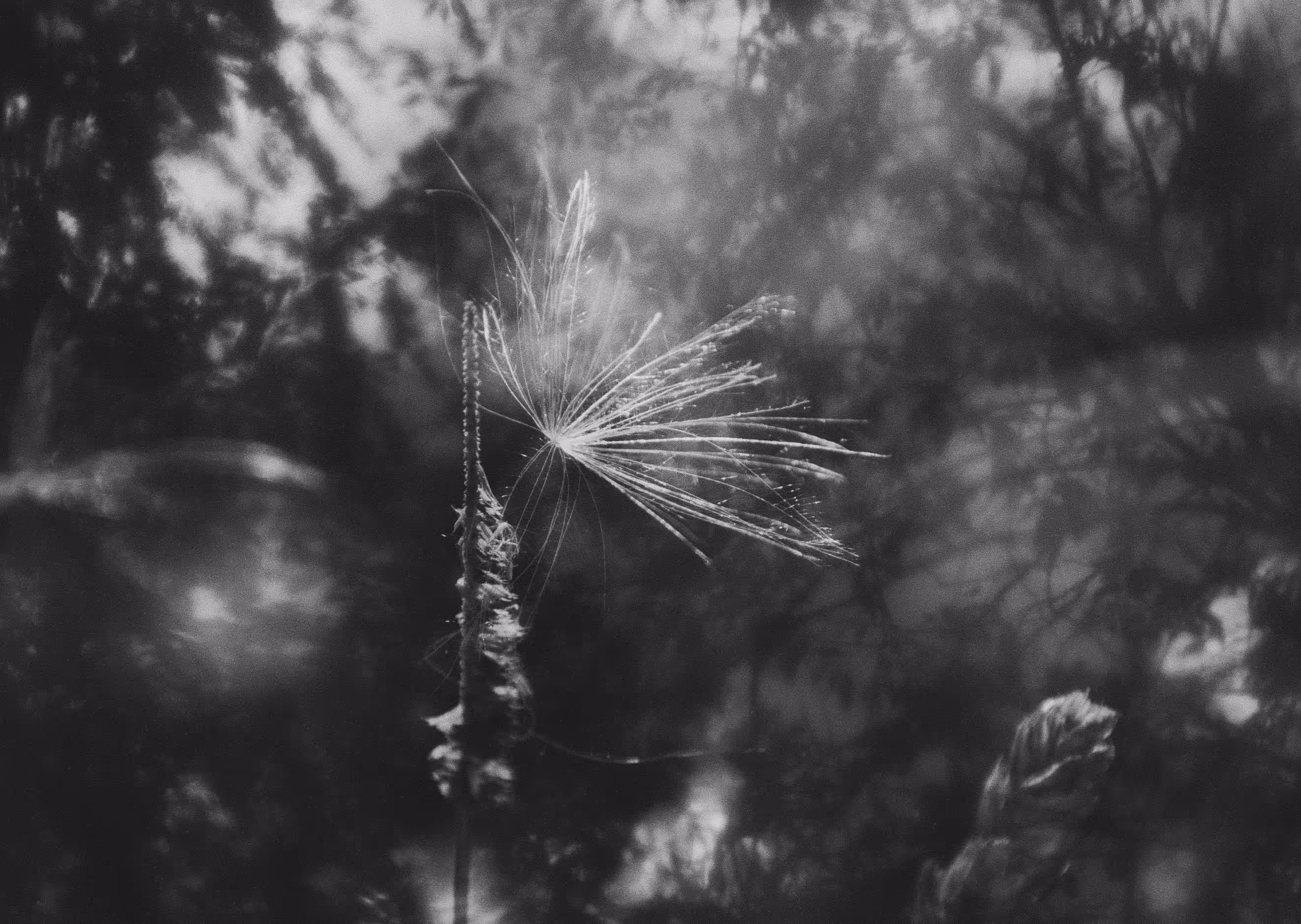 Weightless wings