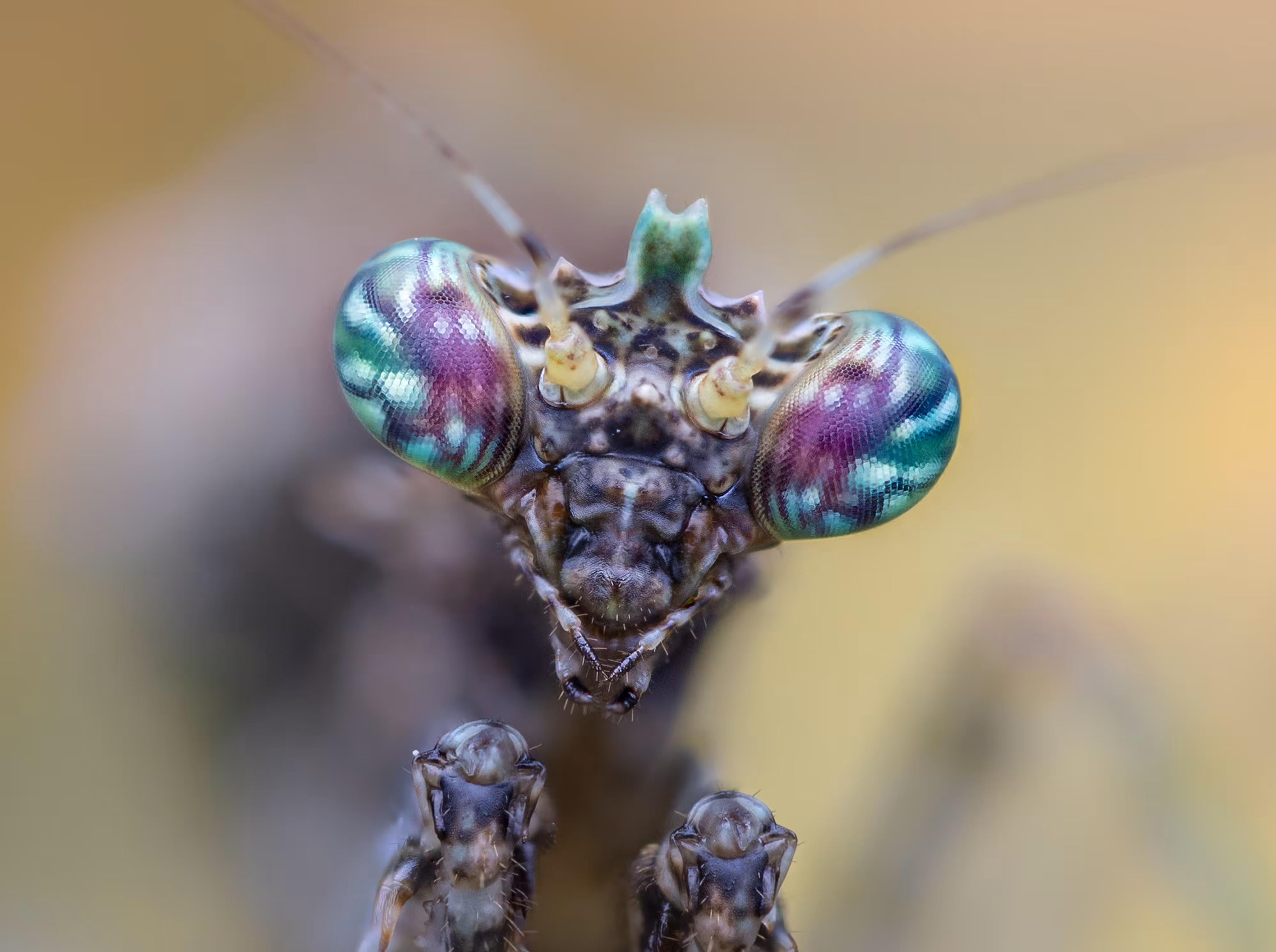 The Moss Mantis