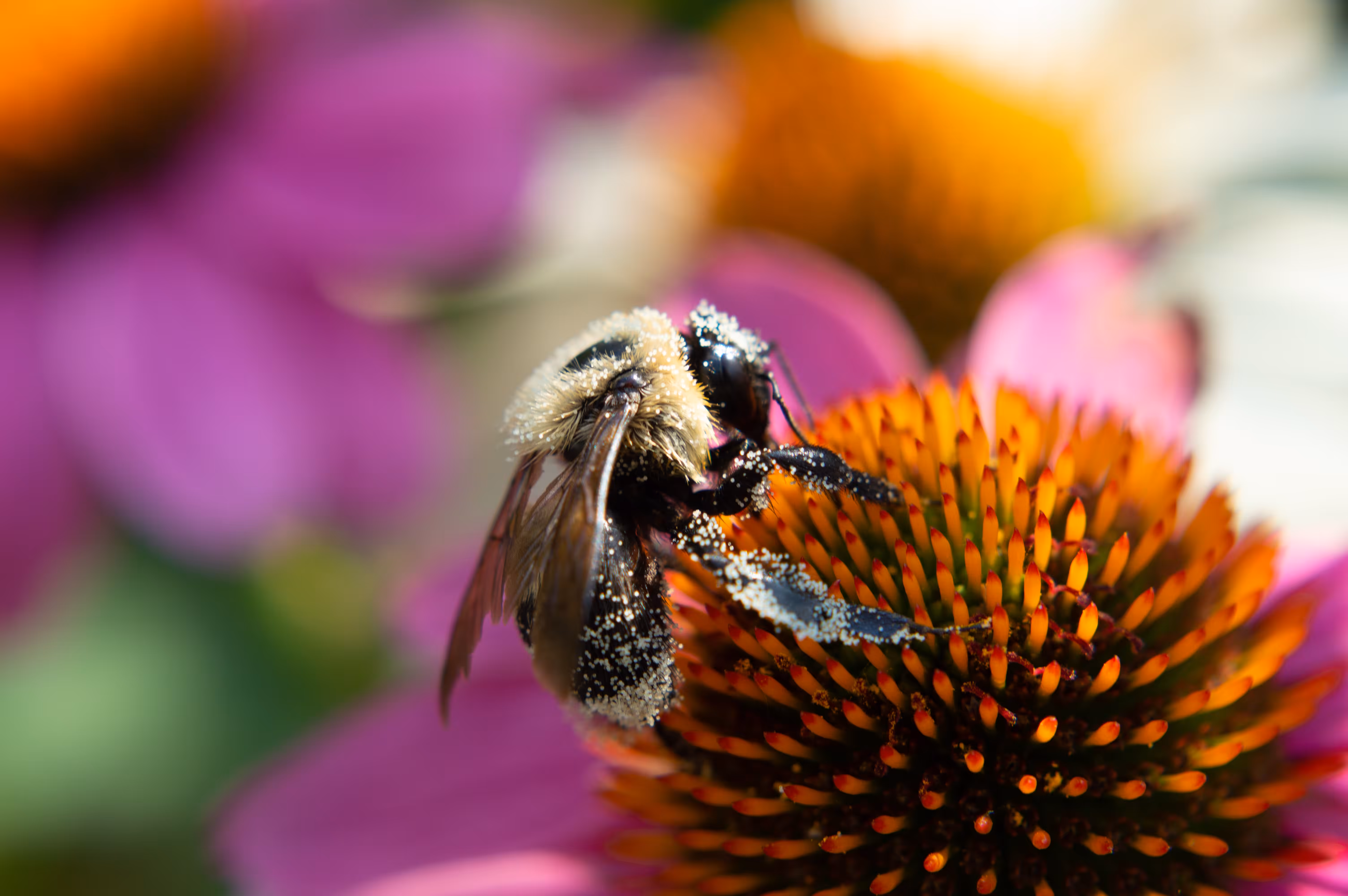 Bee.