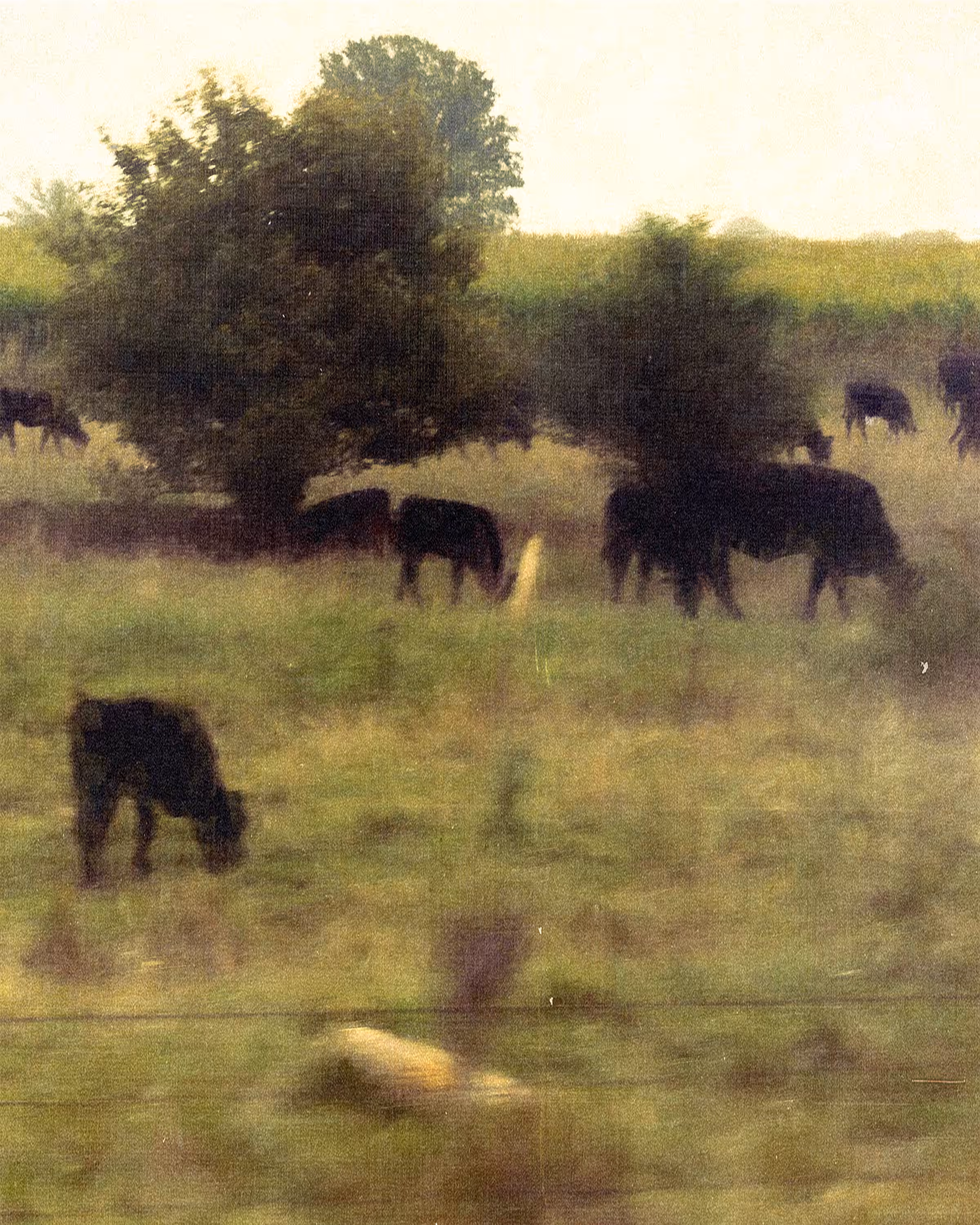 homestead