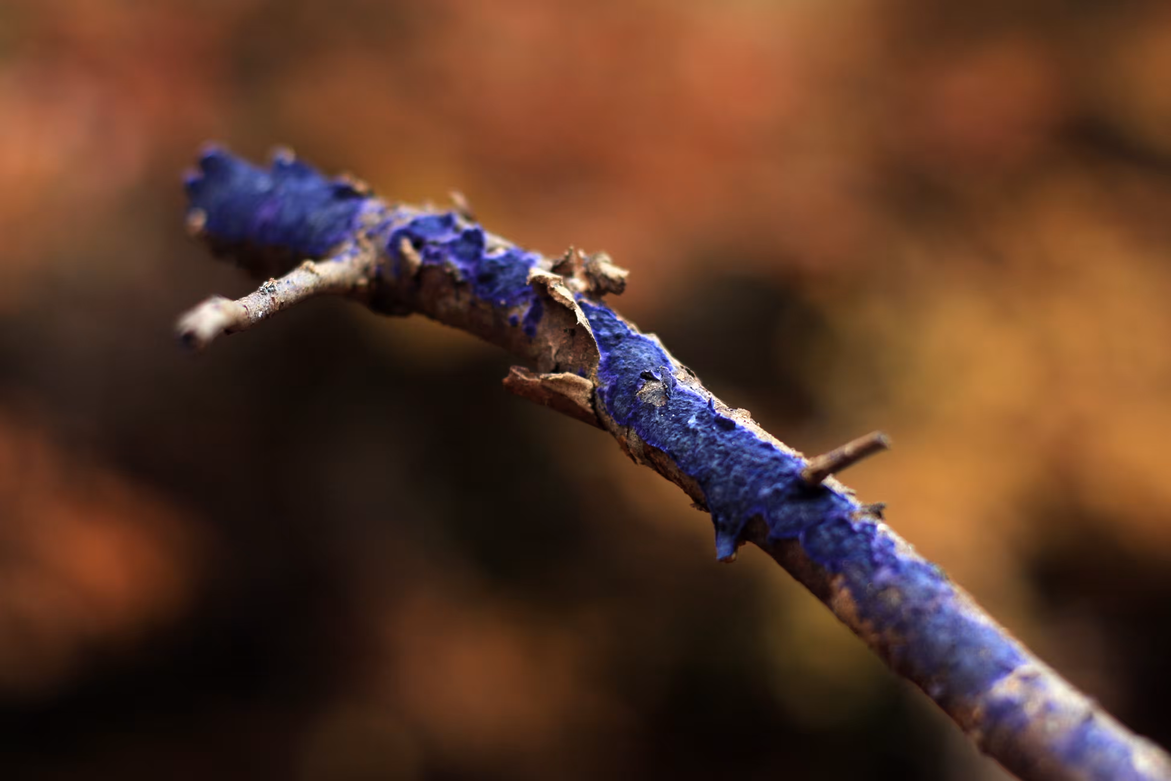 Blue Mold