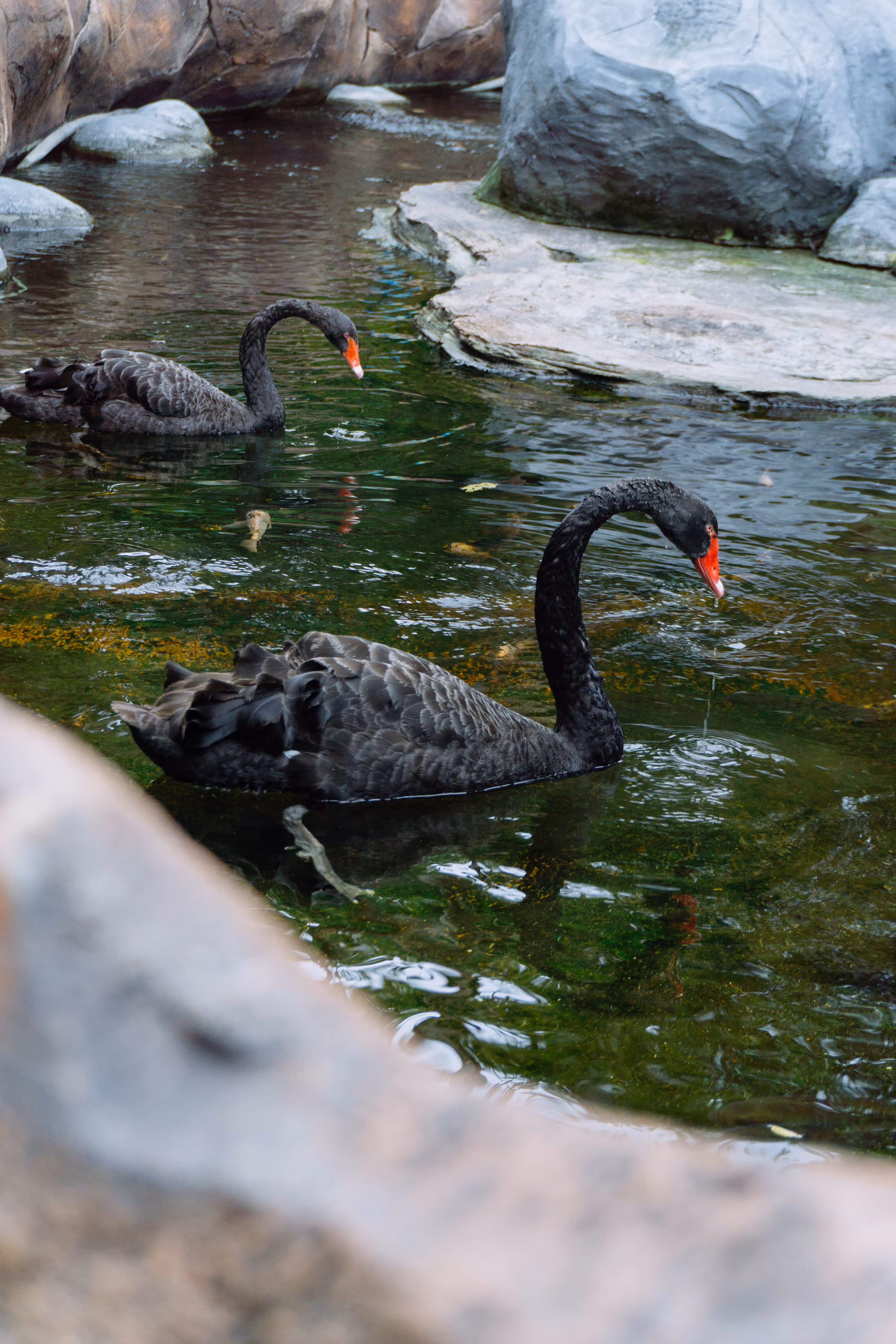 BLACK SWAN