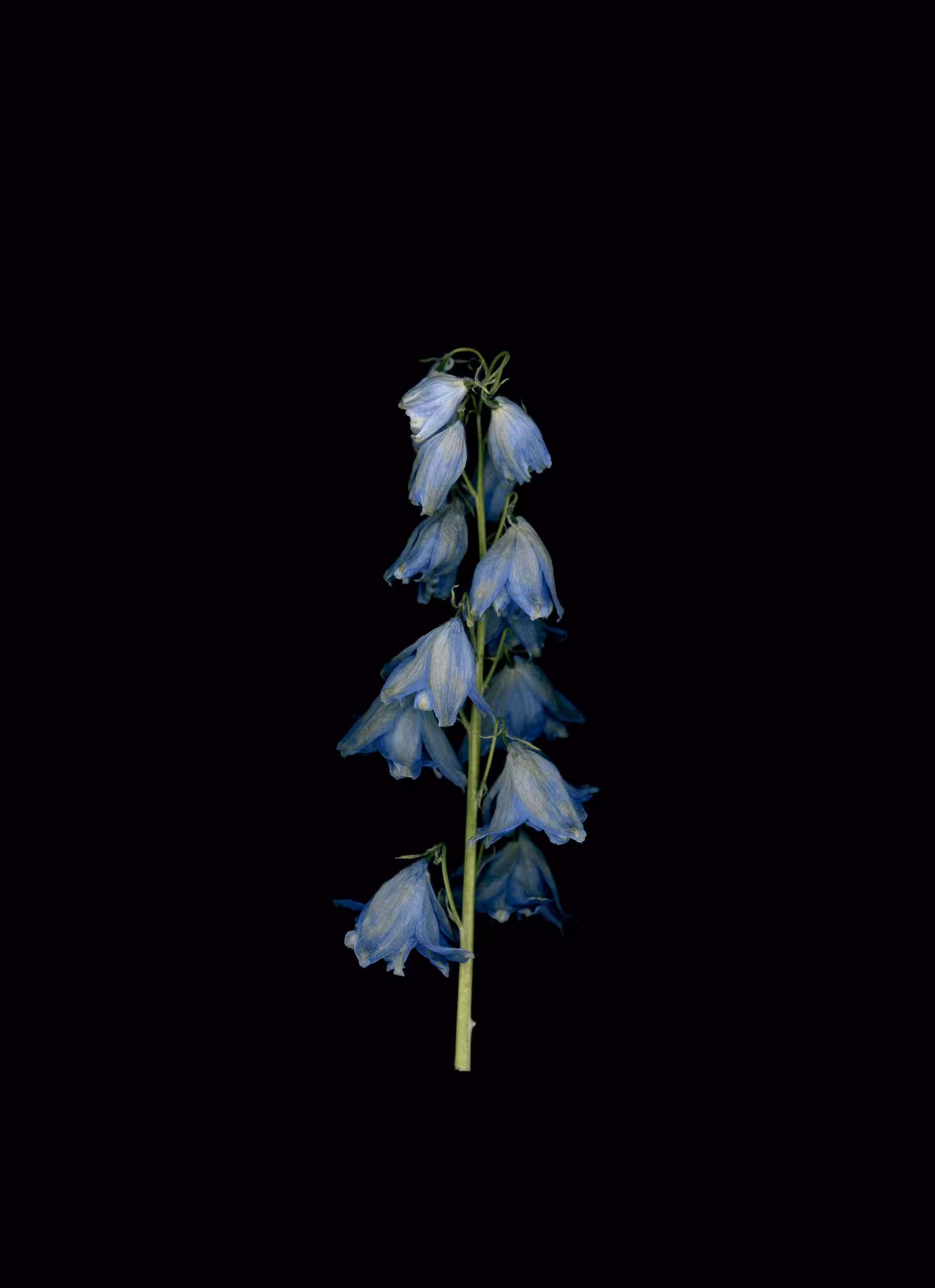Bellflower (2020)