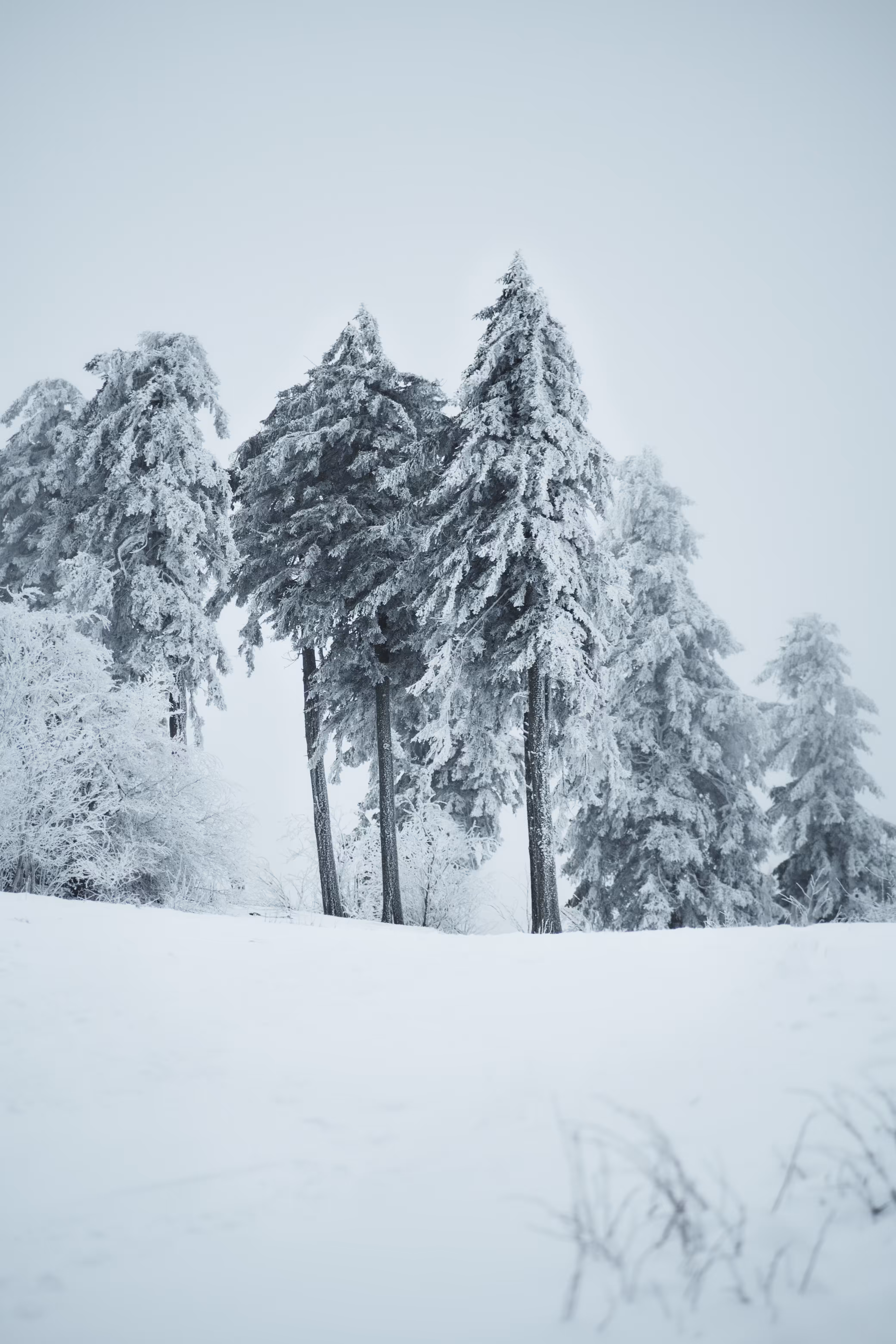 Frozen to the roots