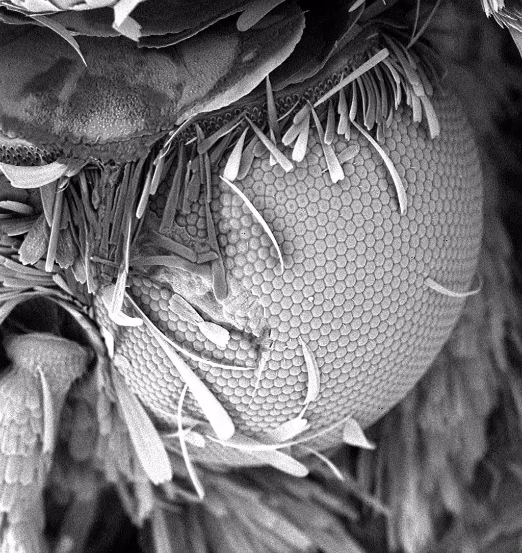 eye to eye with a moth
