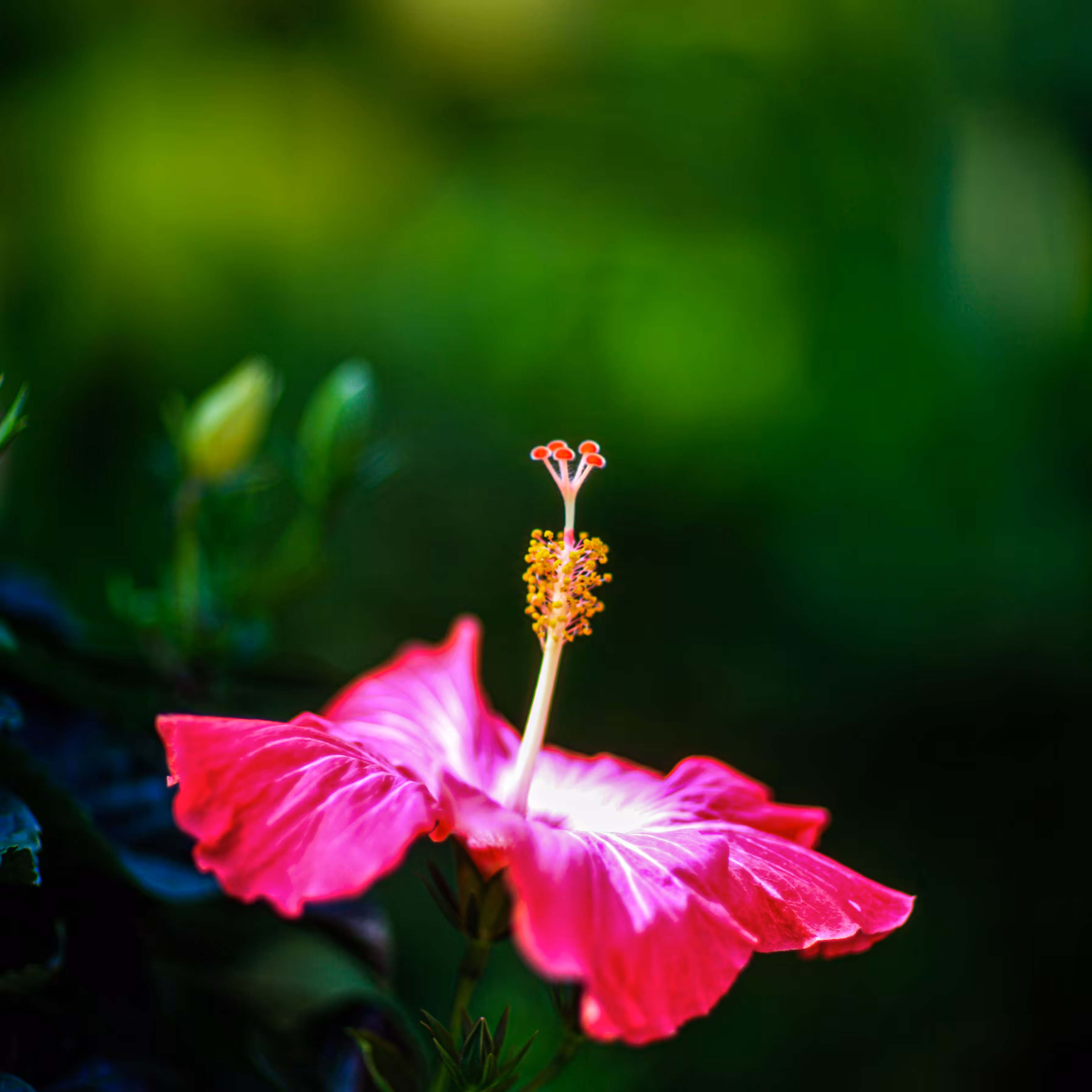 Hibiscus