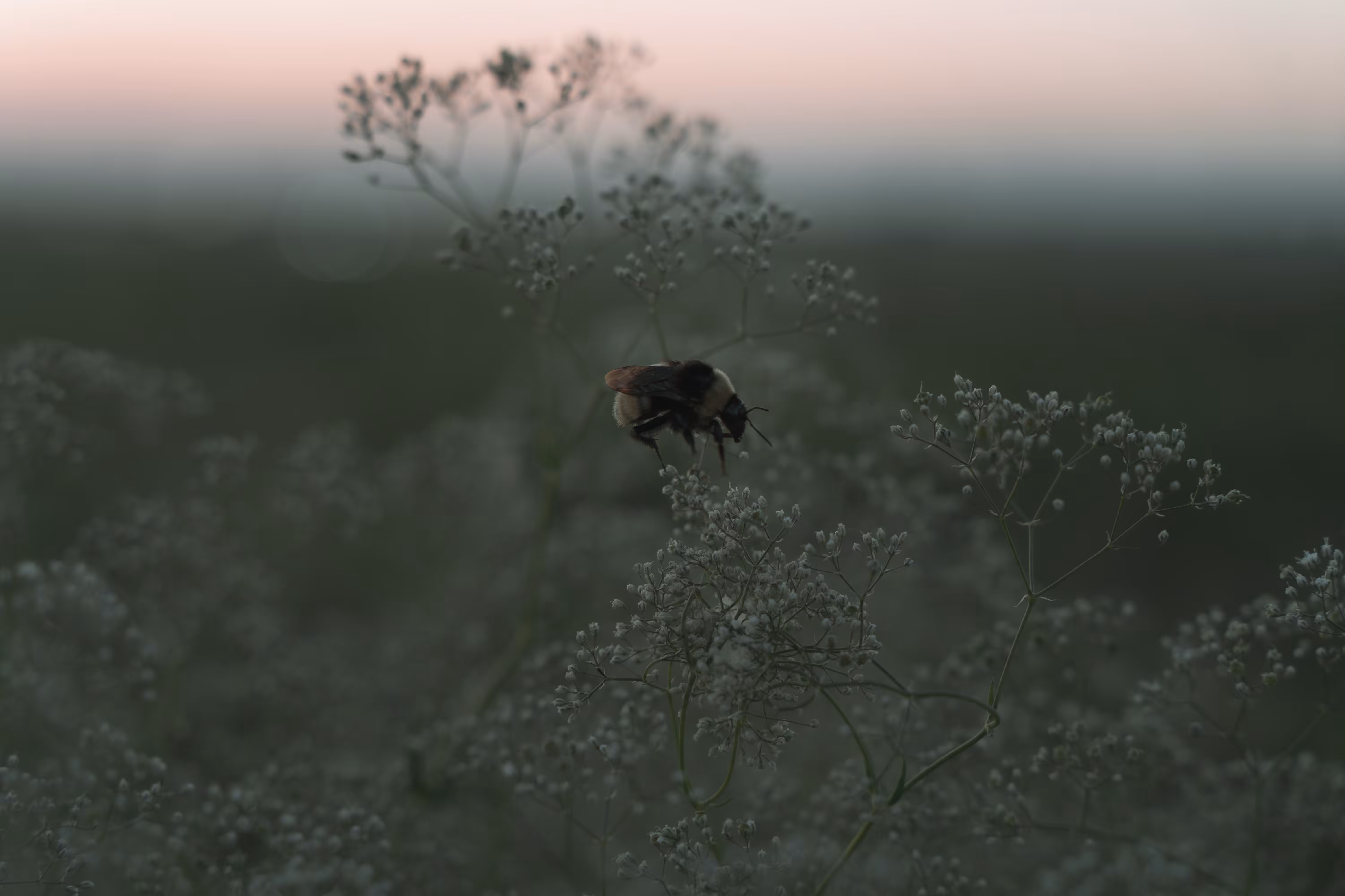 Flight of a bumblebee
