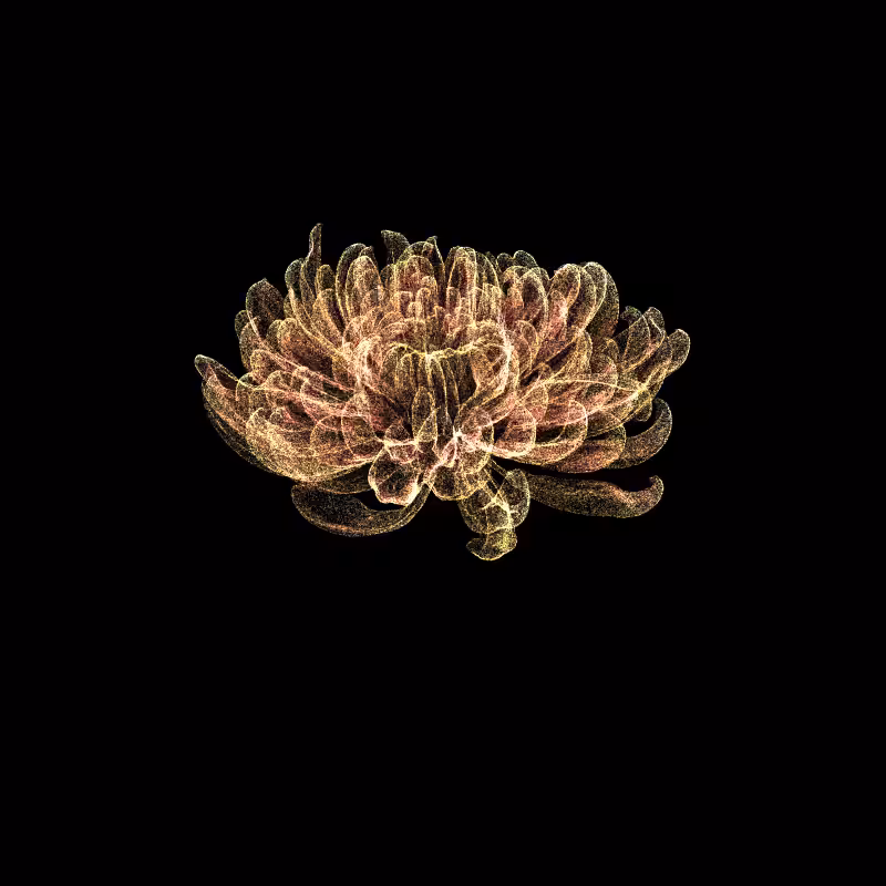 Chrysanthemum Morifolium 30 #93