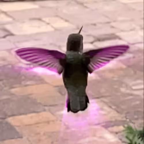 Trochilidae