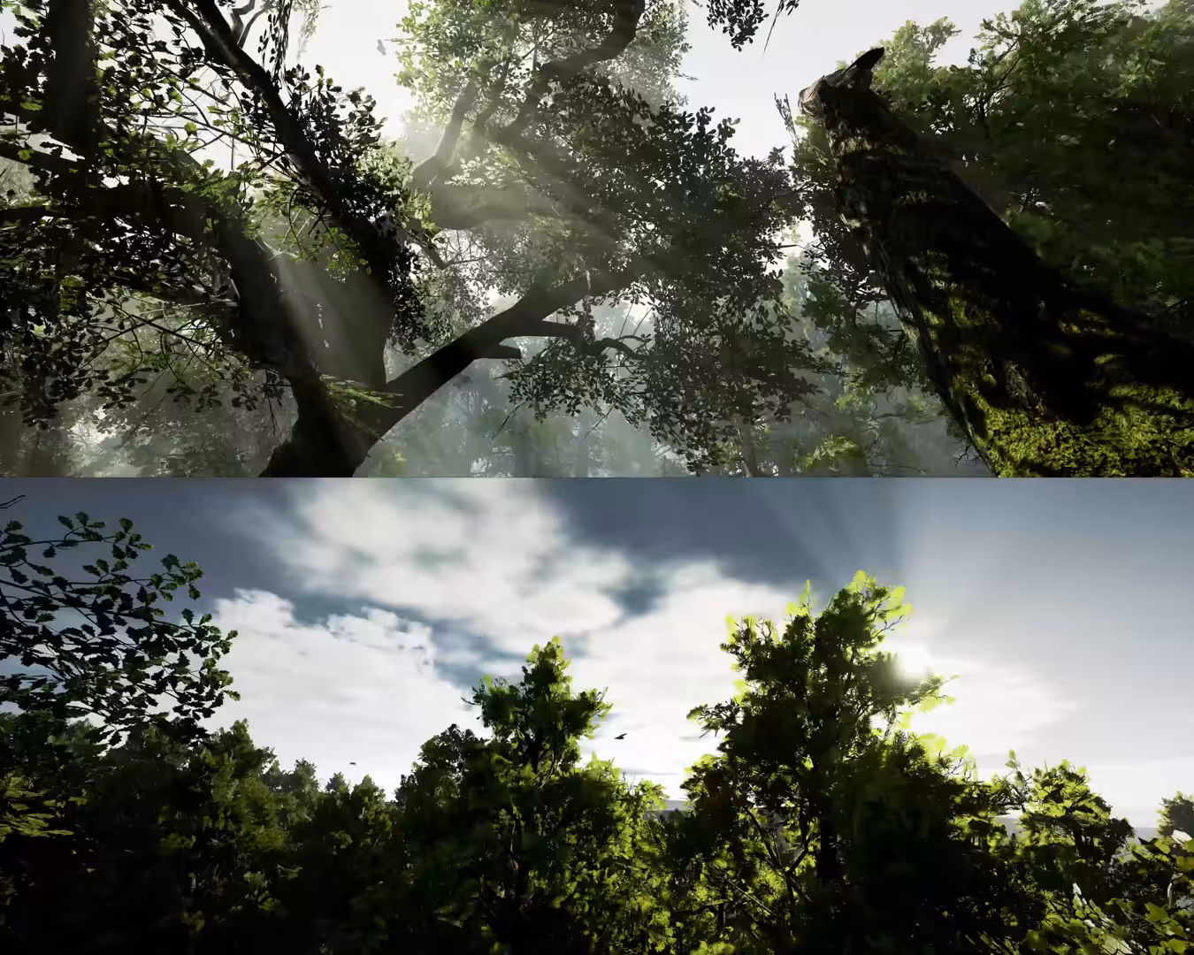 Forest Perception (Part I) #1
