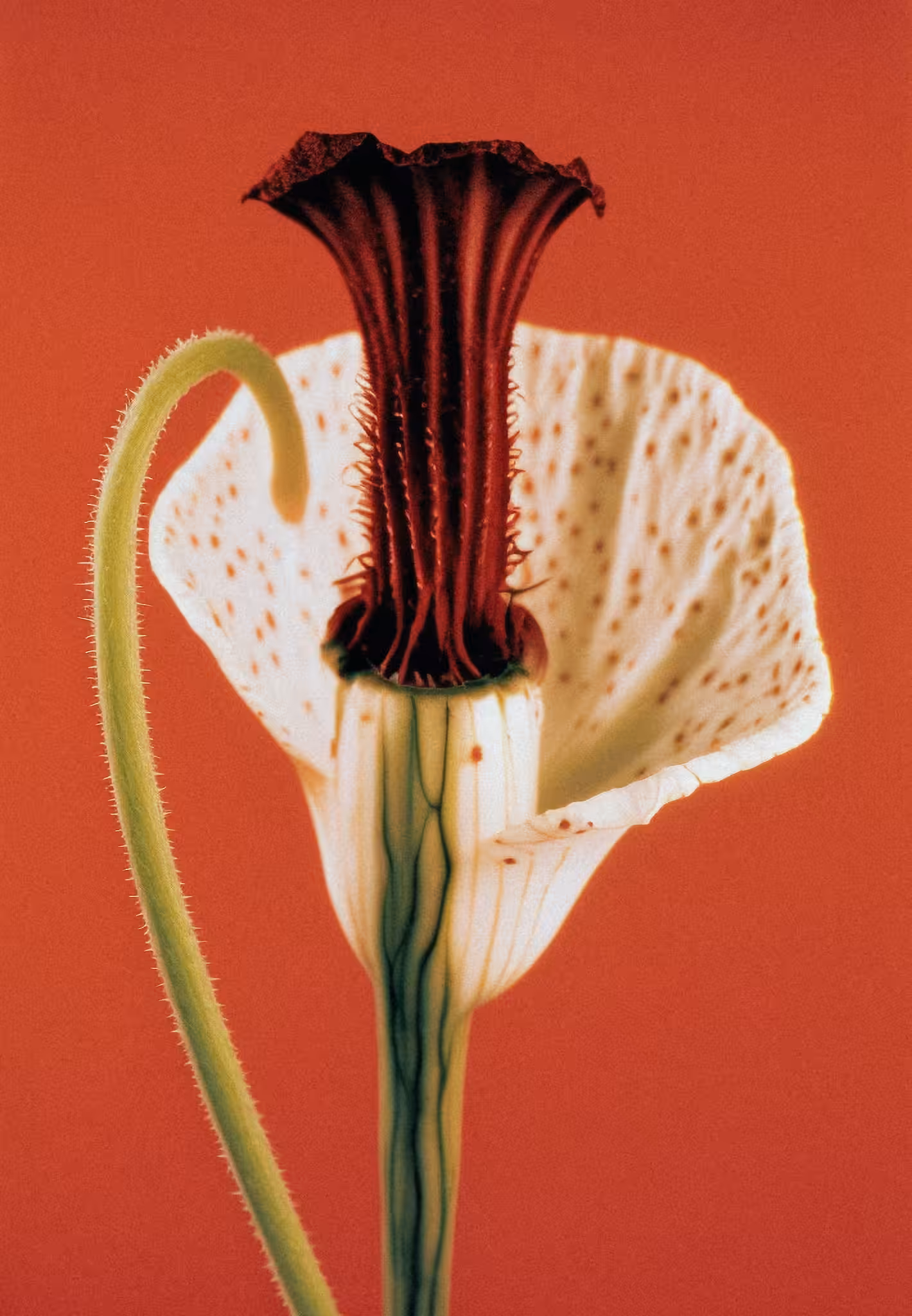 Arisarum, Archival Pigment Print, 1995