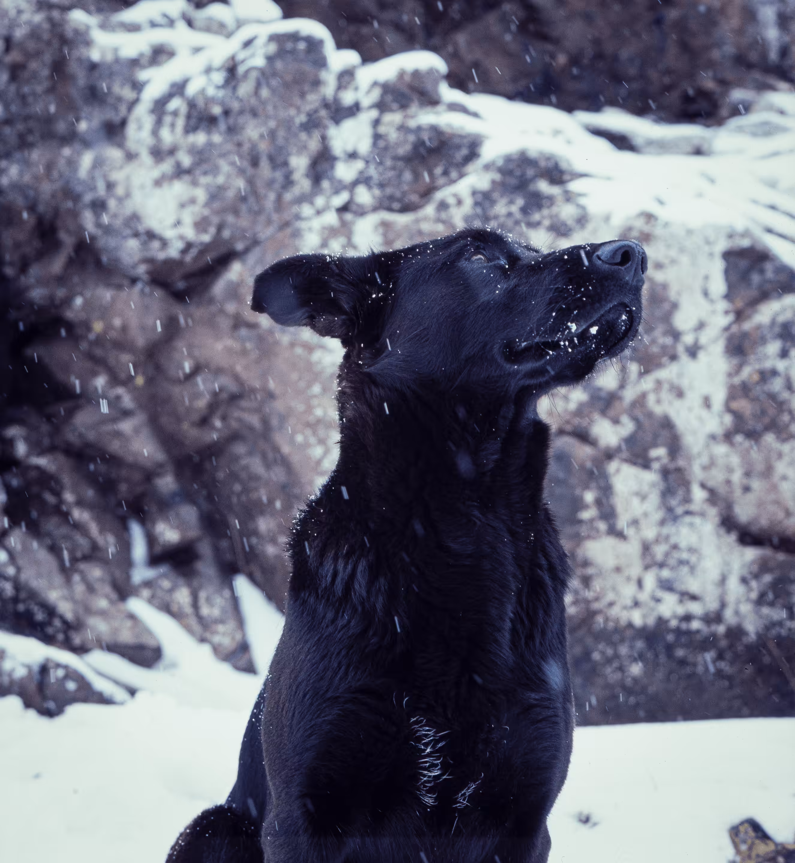 A Dog's Life #10