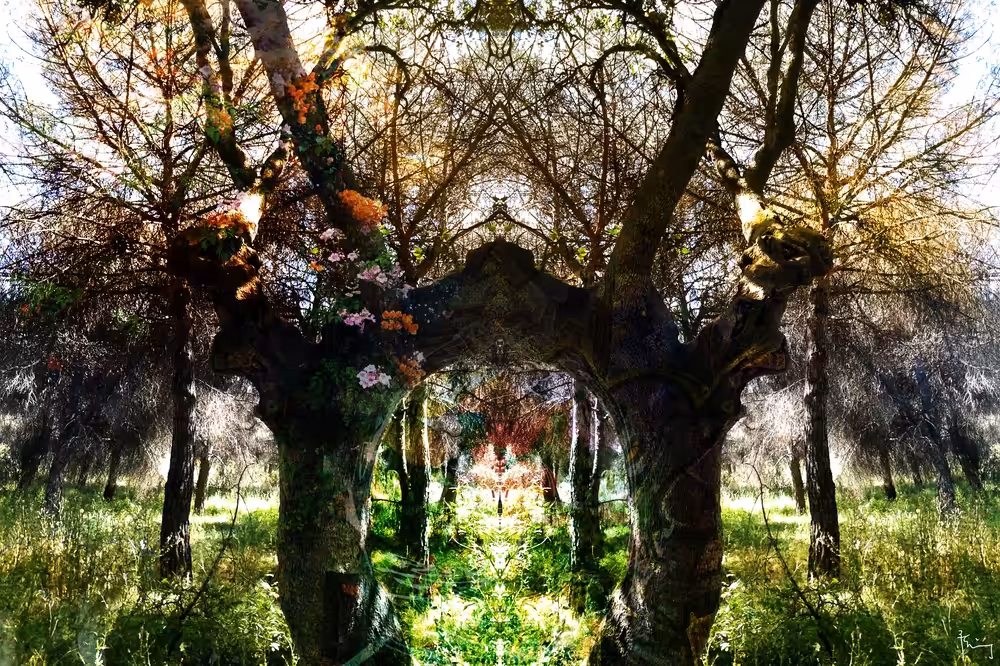Entering the Enchanted Forest