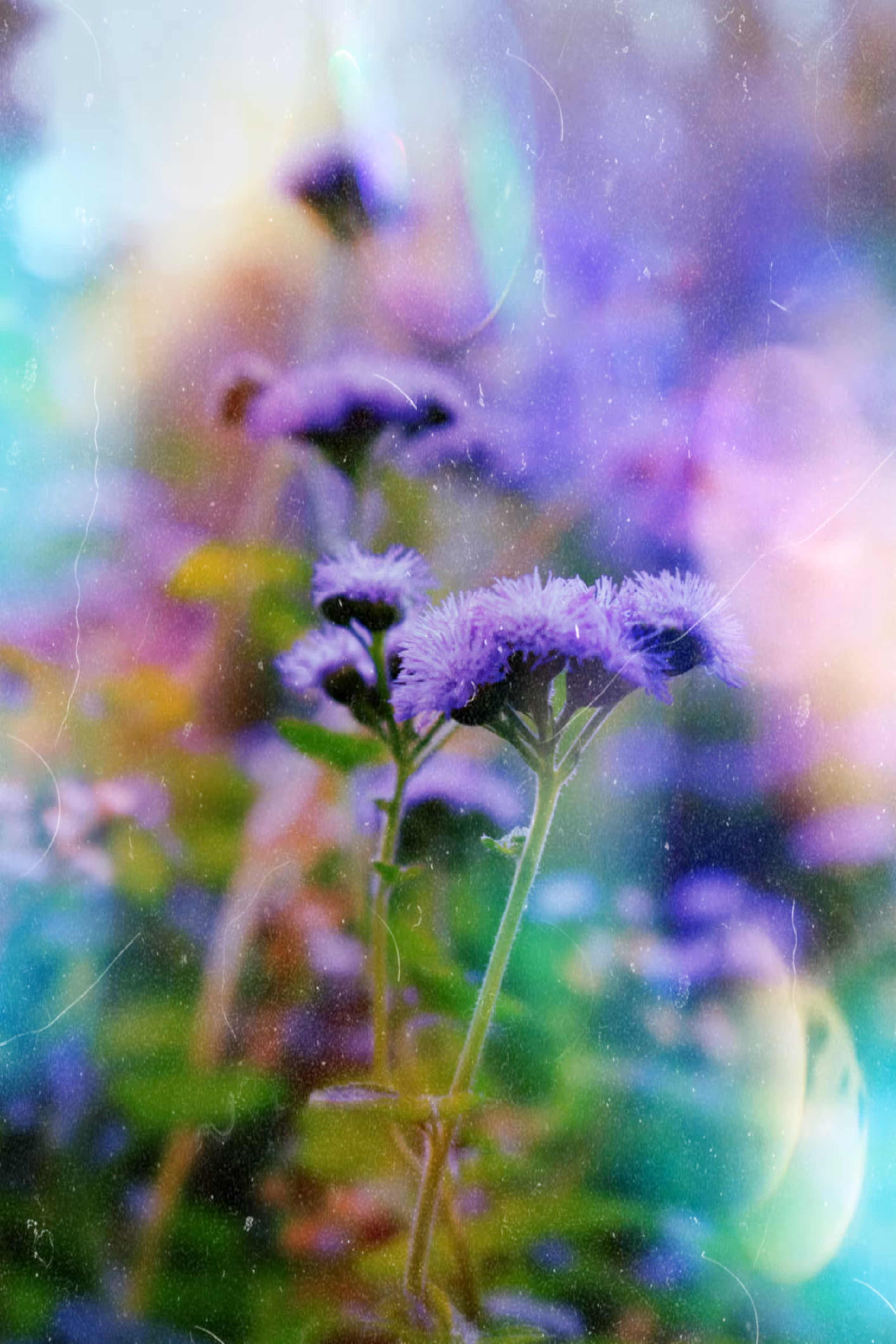 Purple