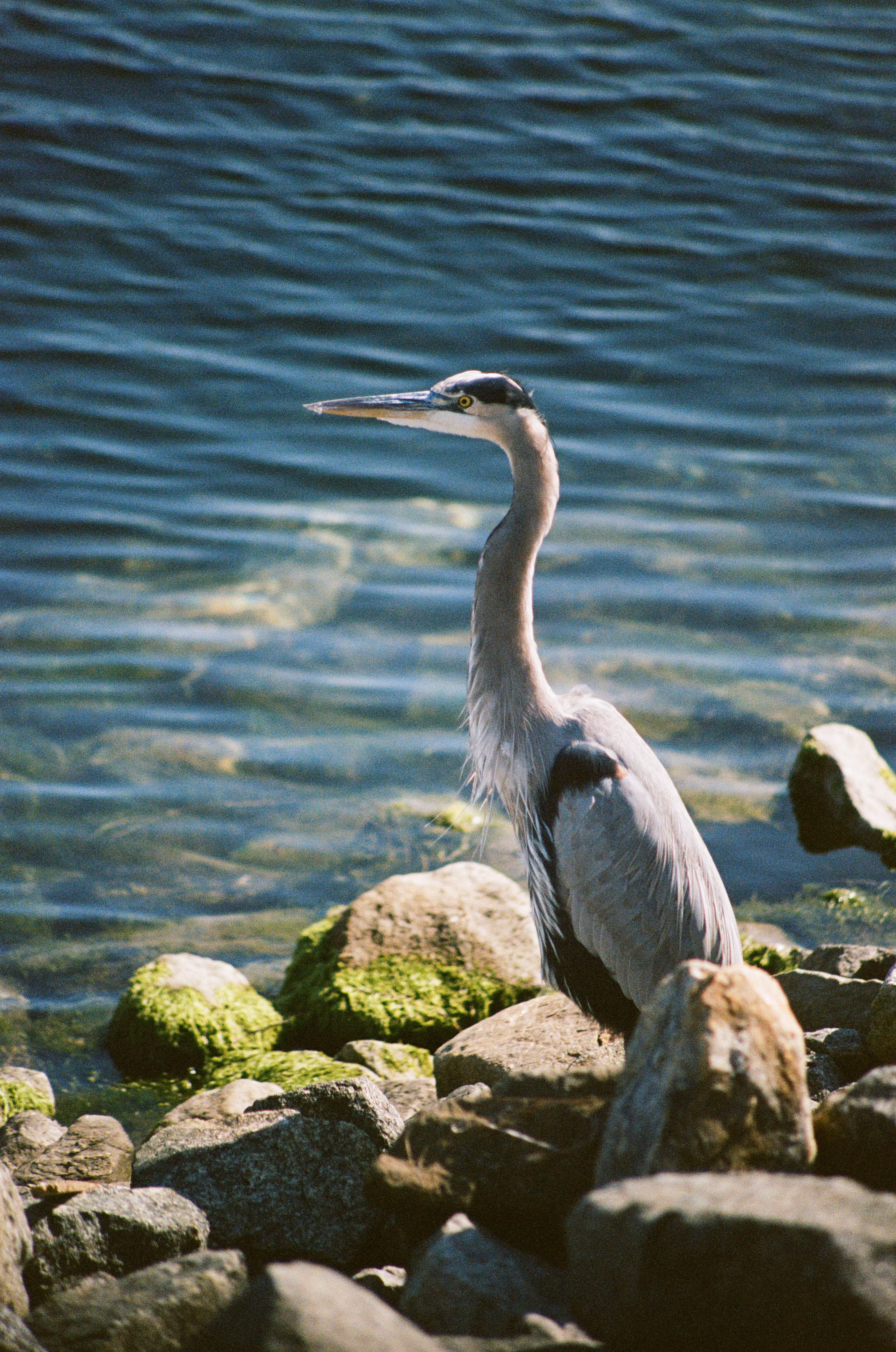bird's eye