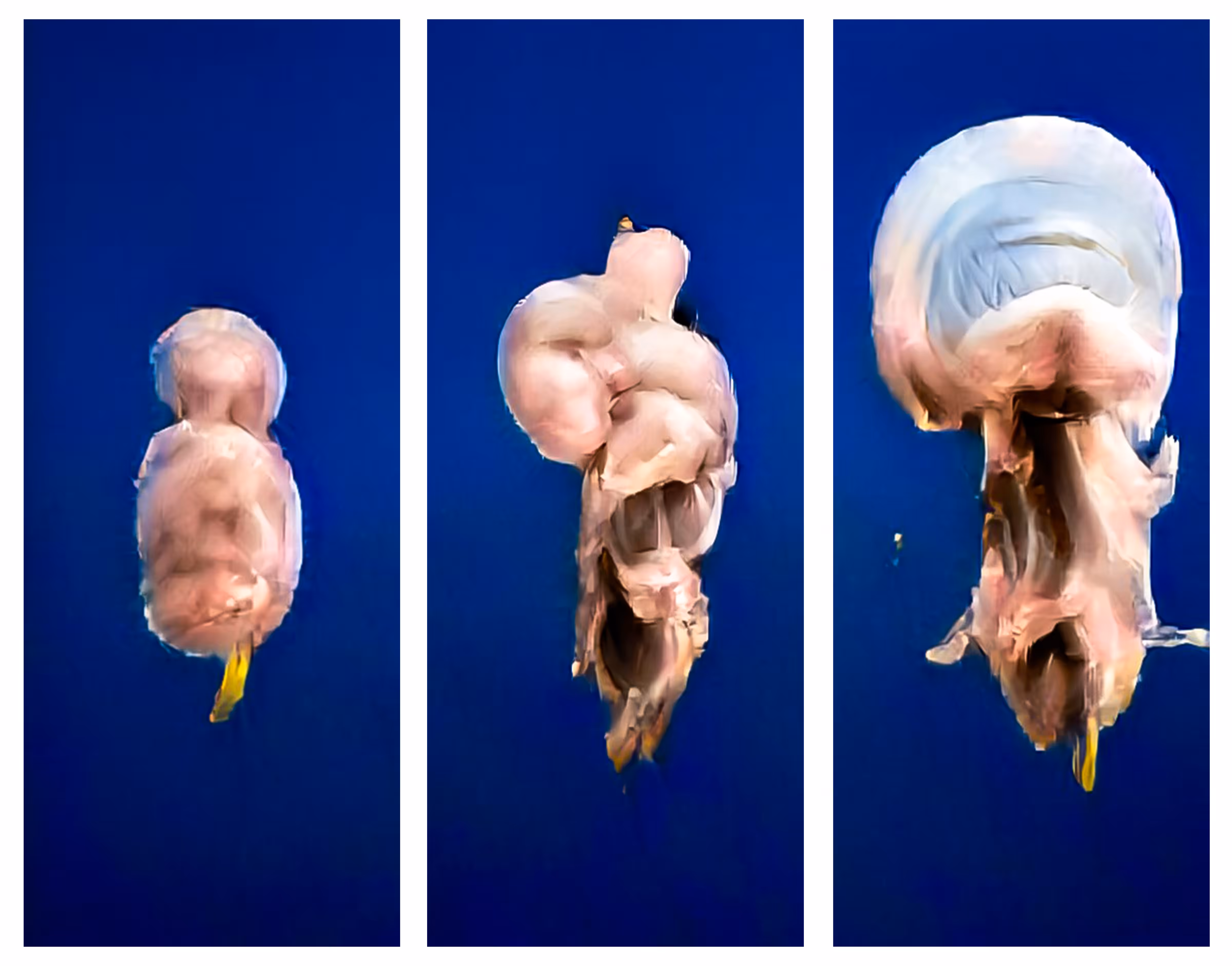 ***BREAKING NEWS*** A composition of the unconfirmed first images of 'The Thing'