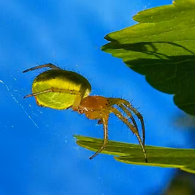 INSECT HUNTING: HUNT #005
