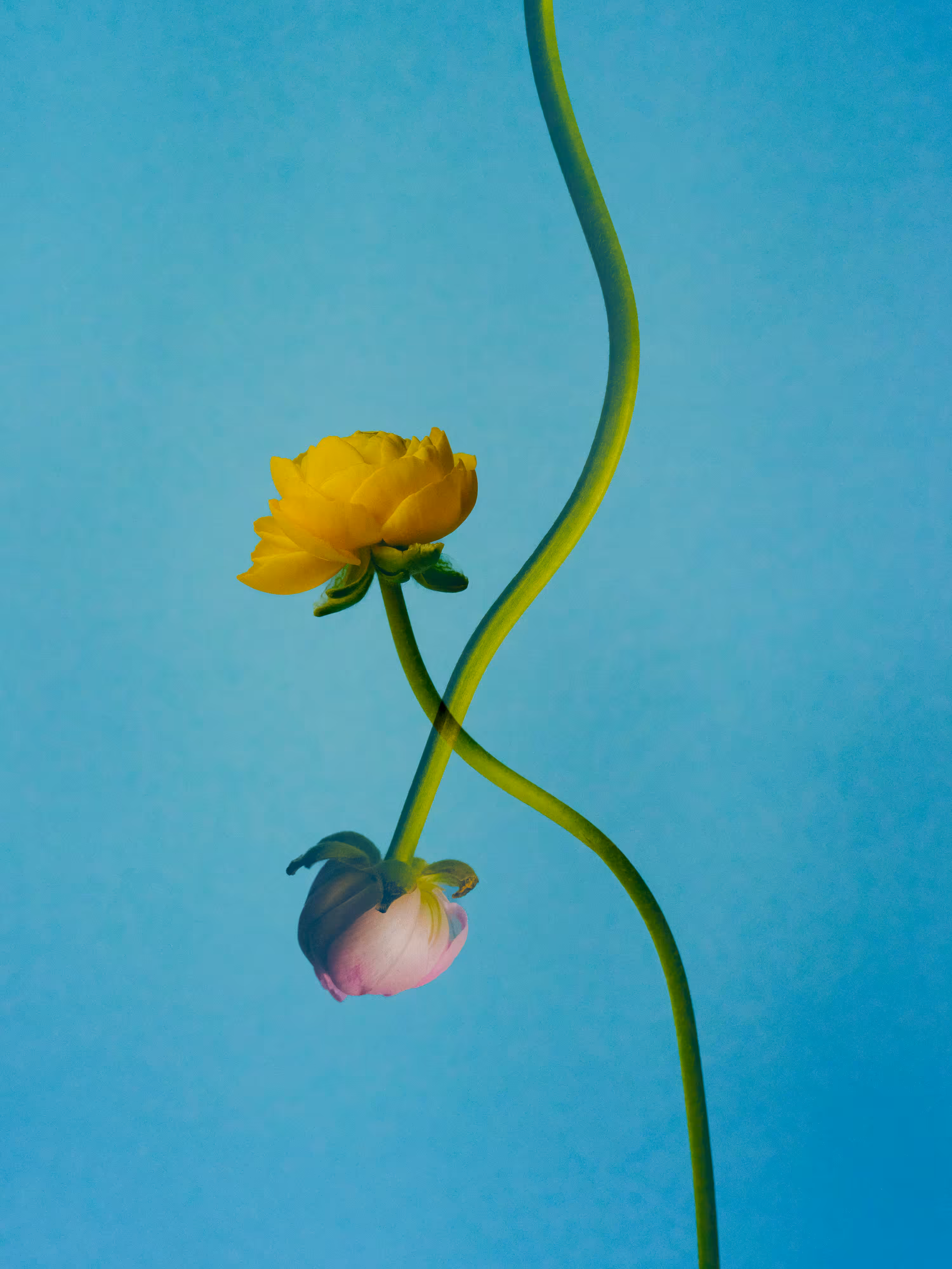 Take Your Time to Bloom