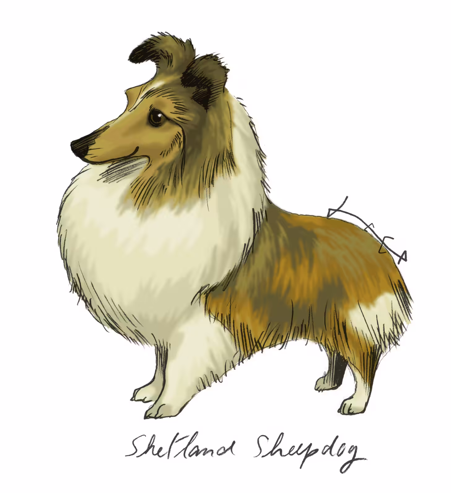 Shetland Sheepdog