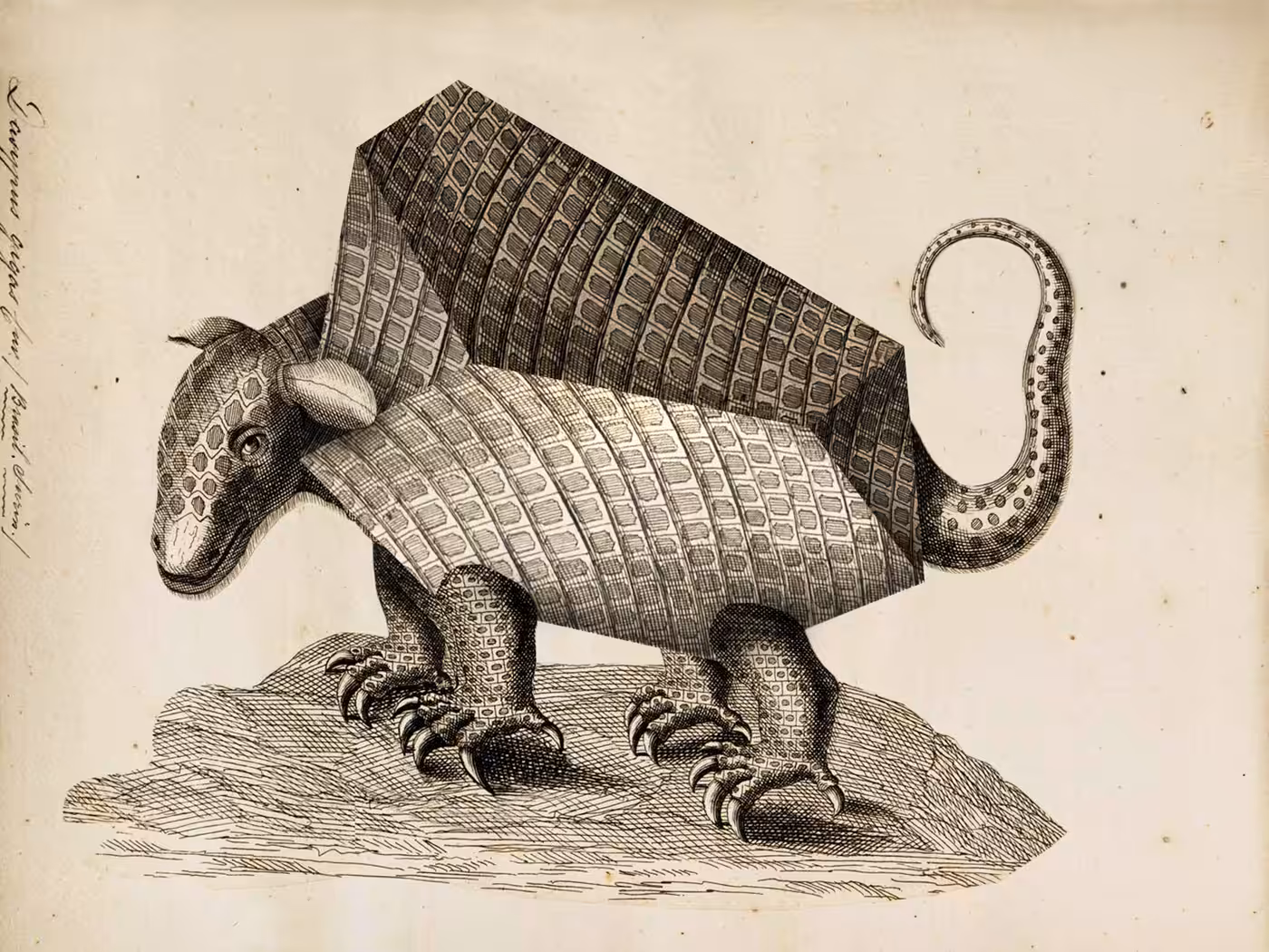 animalis polyedae VII
