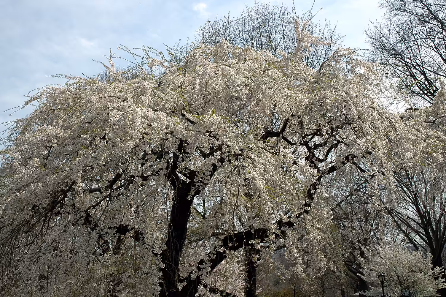 Spring Blossoms