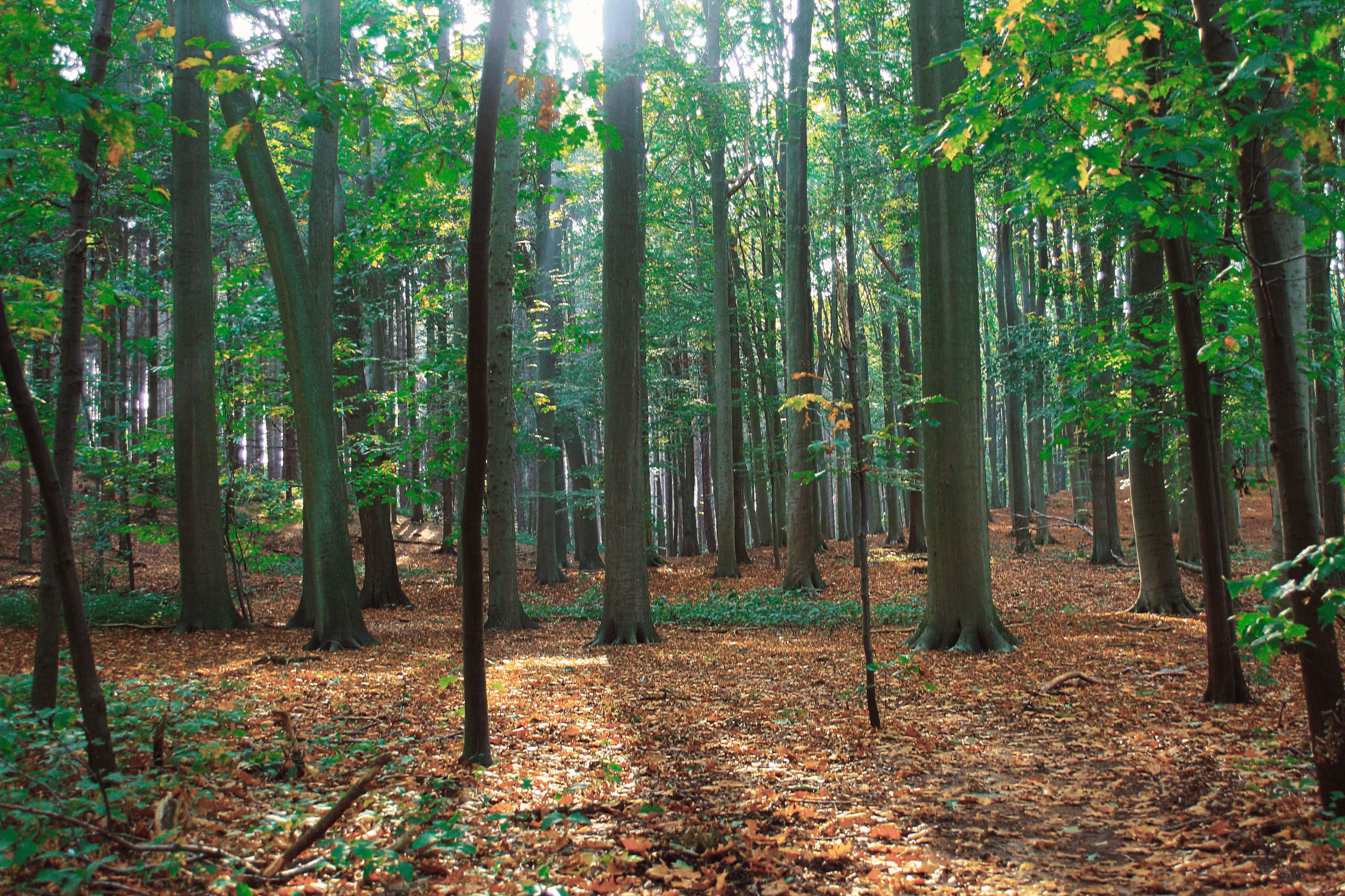 The Forest