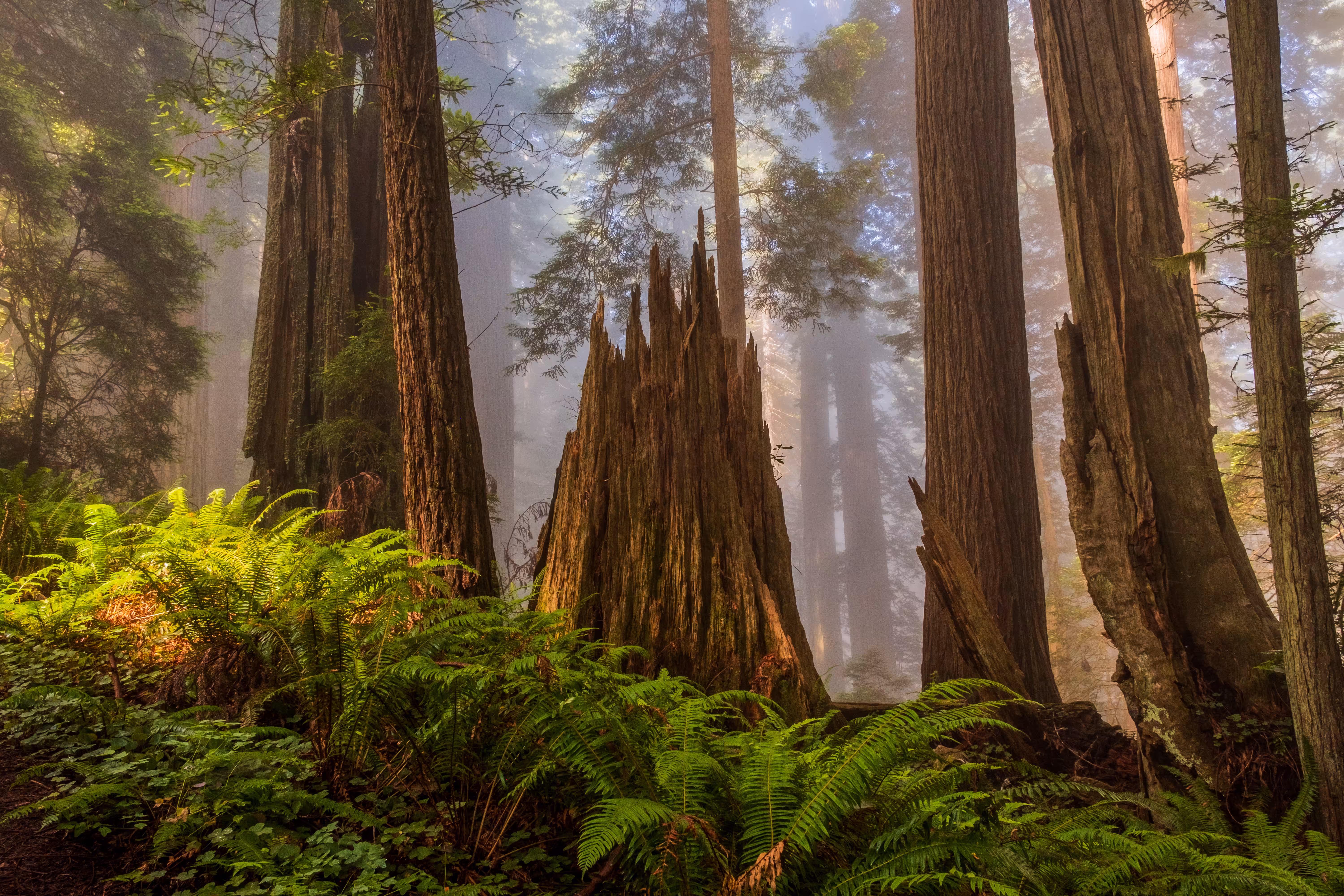 Redwoods in the Mist 8