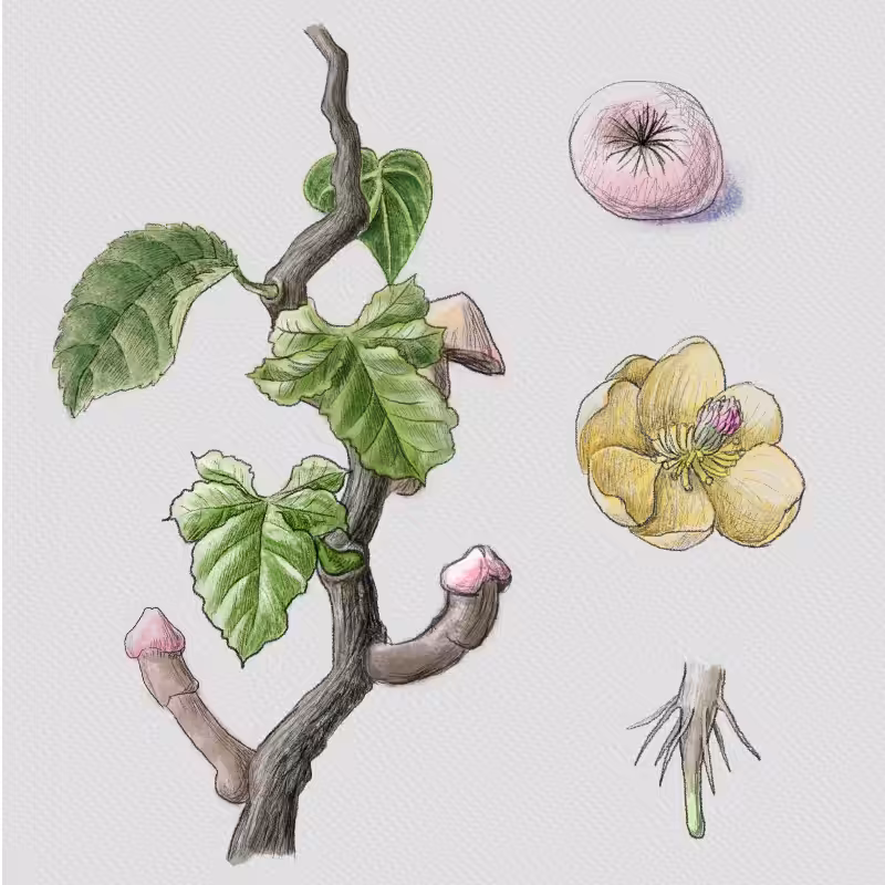 Codex aphrodiziacum - 1 #49