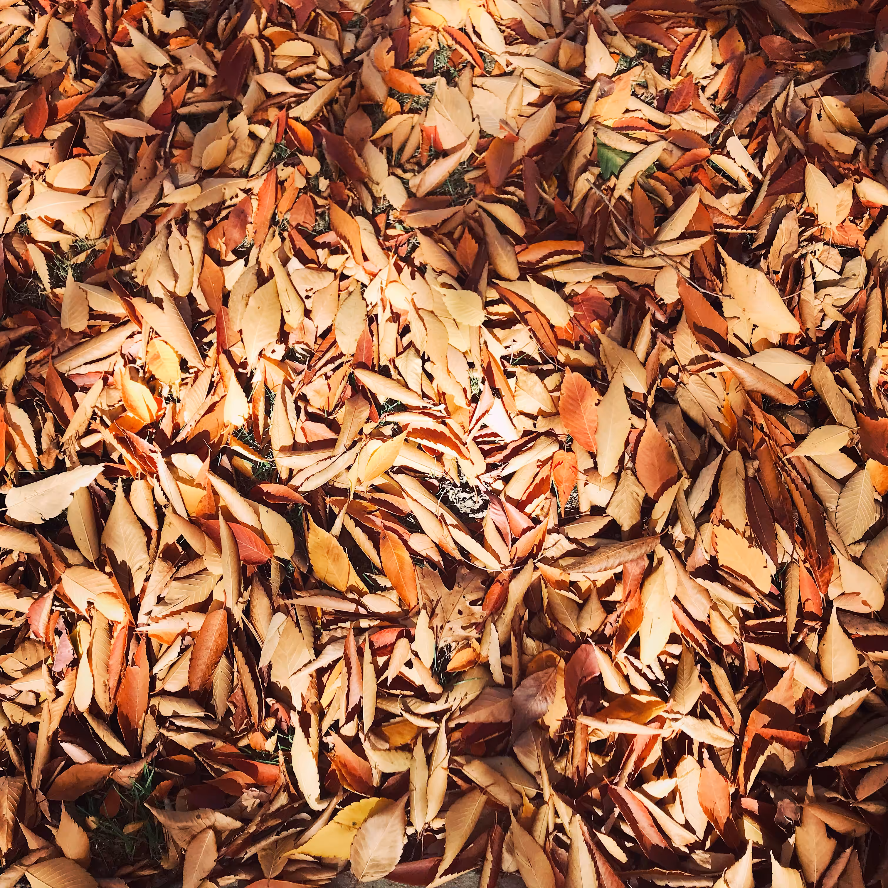 Autumn Leaves, 10/23/24