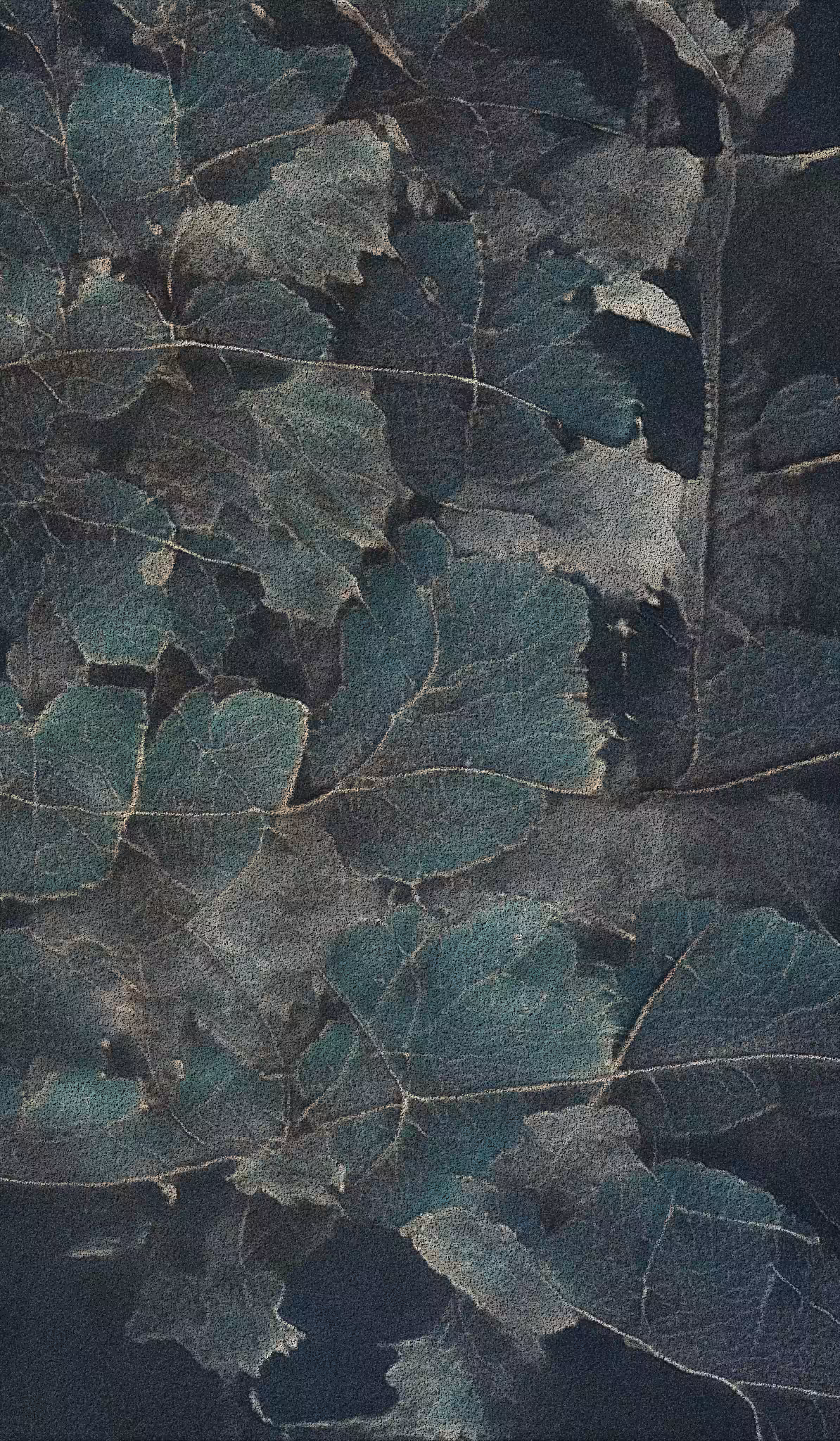 APPARATUS-VITIS: Apparatus Vitis #25
