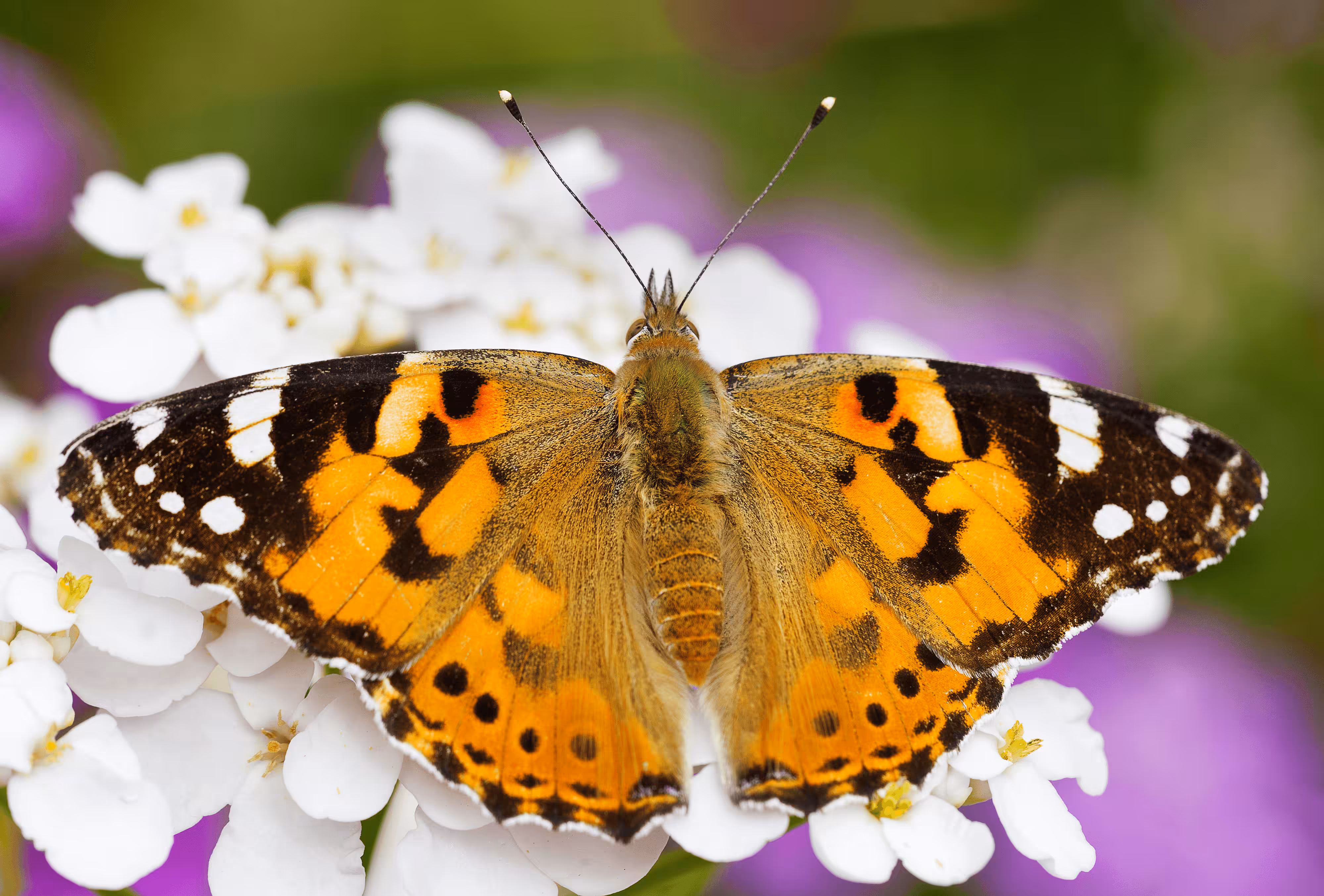 Painted Lady