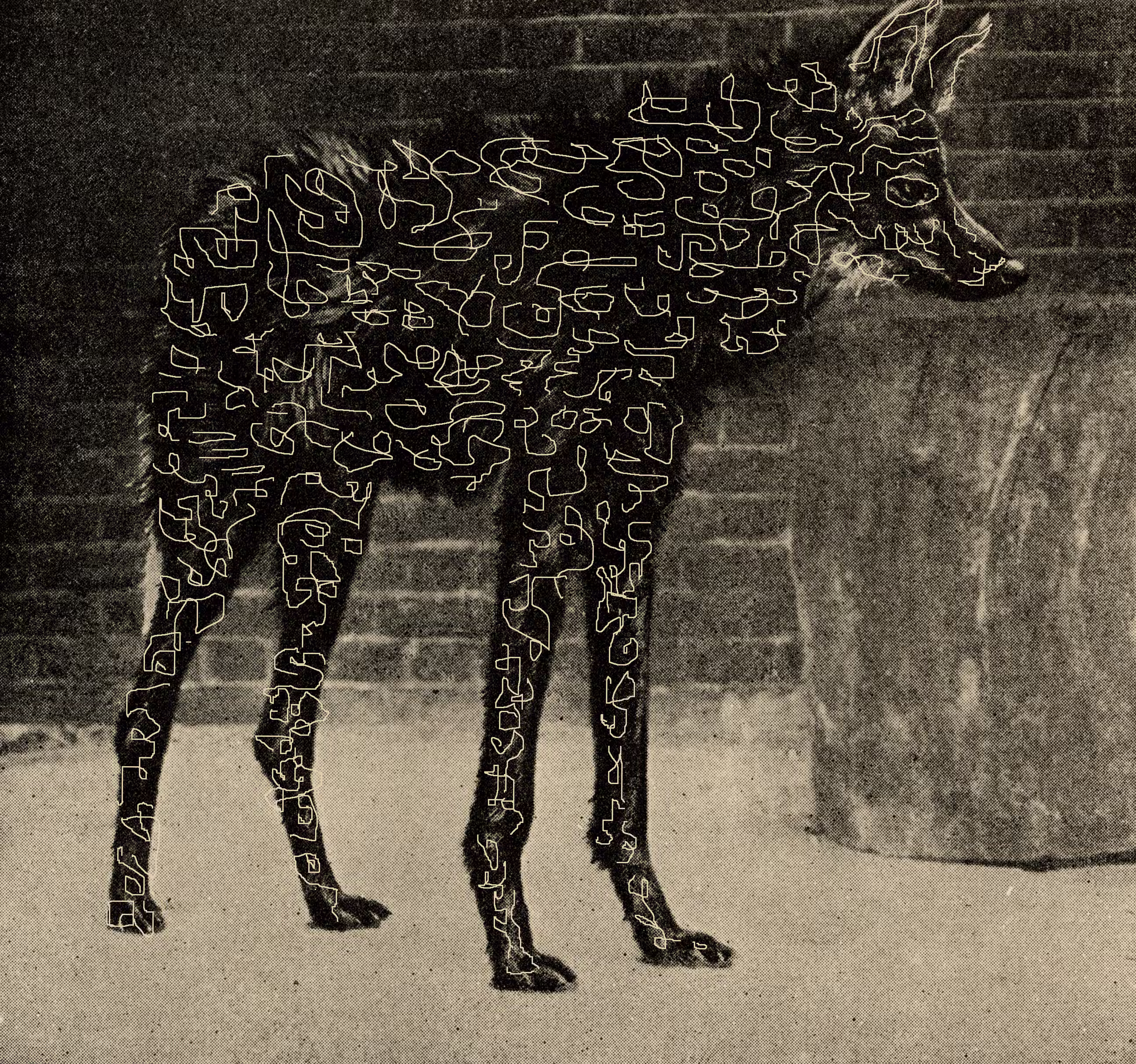 WOLFLINES 