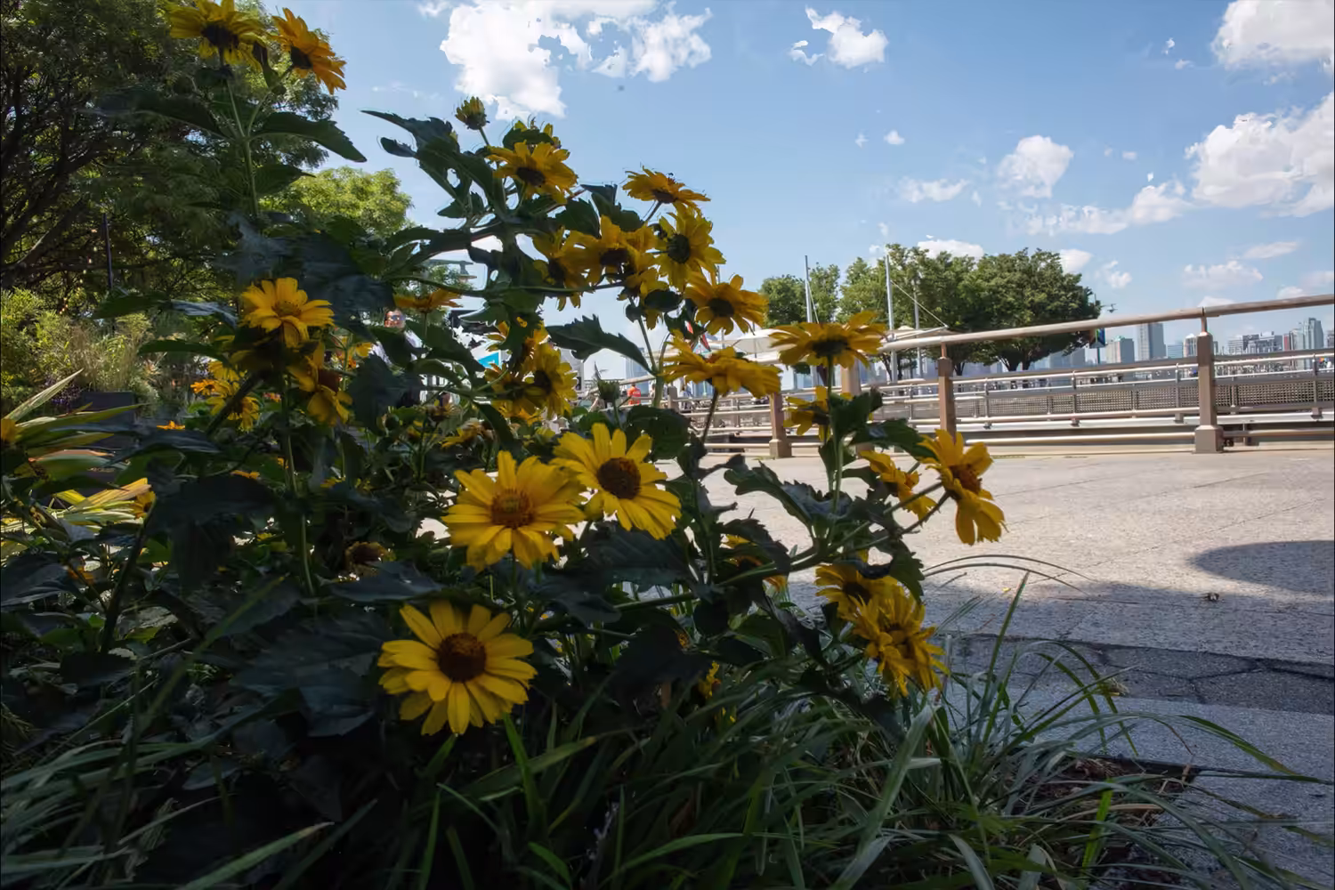 Flowers by the River