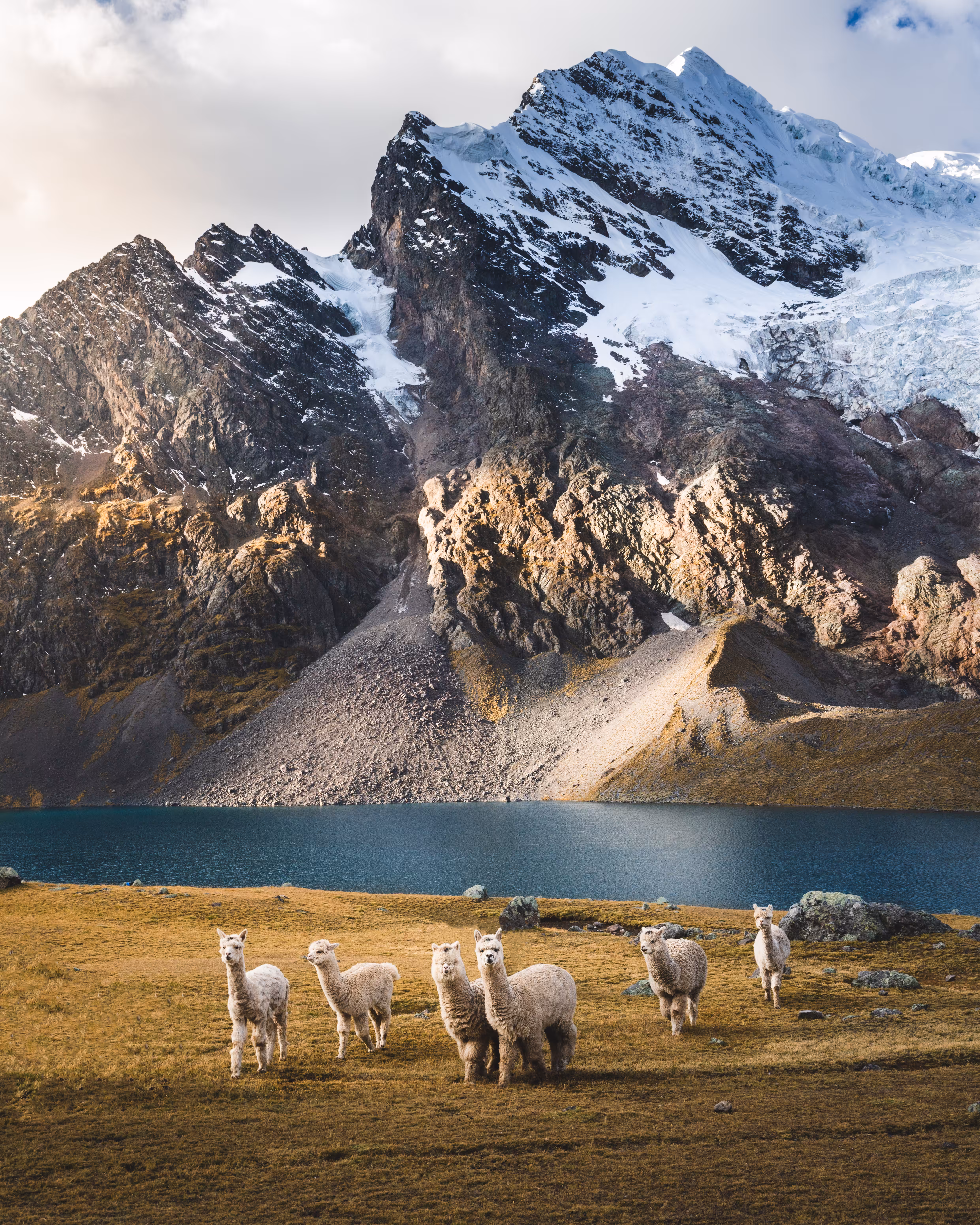 Andean Alpacas