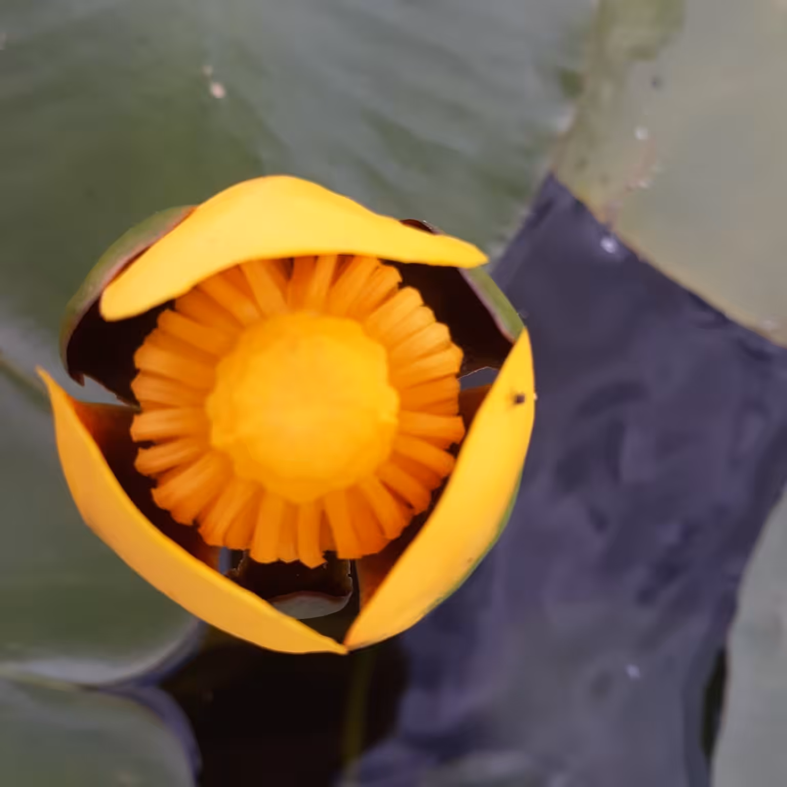 Lily Pad