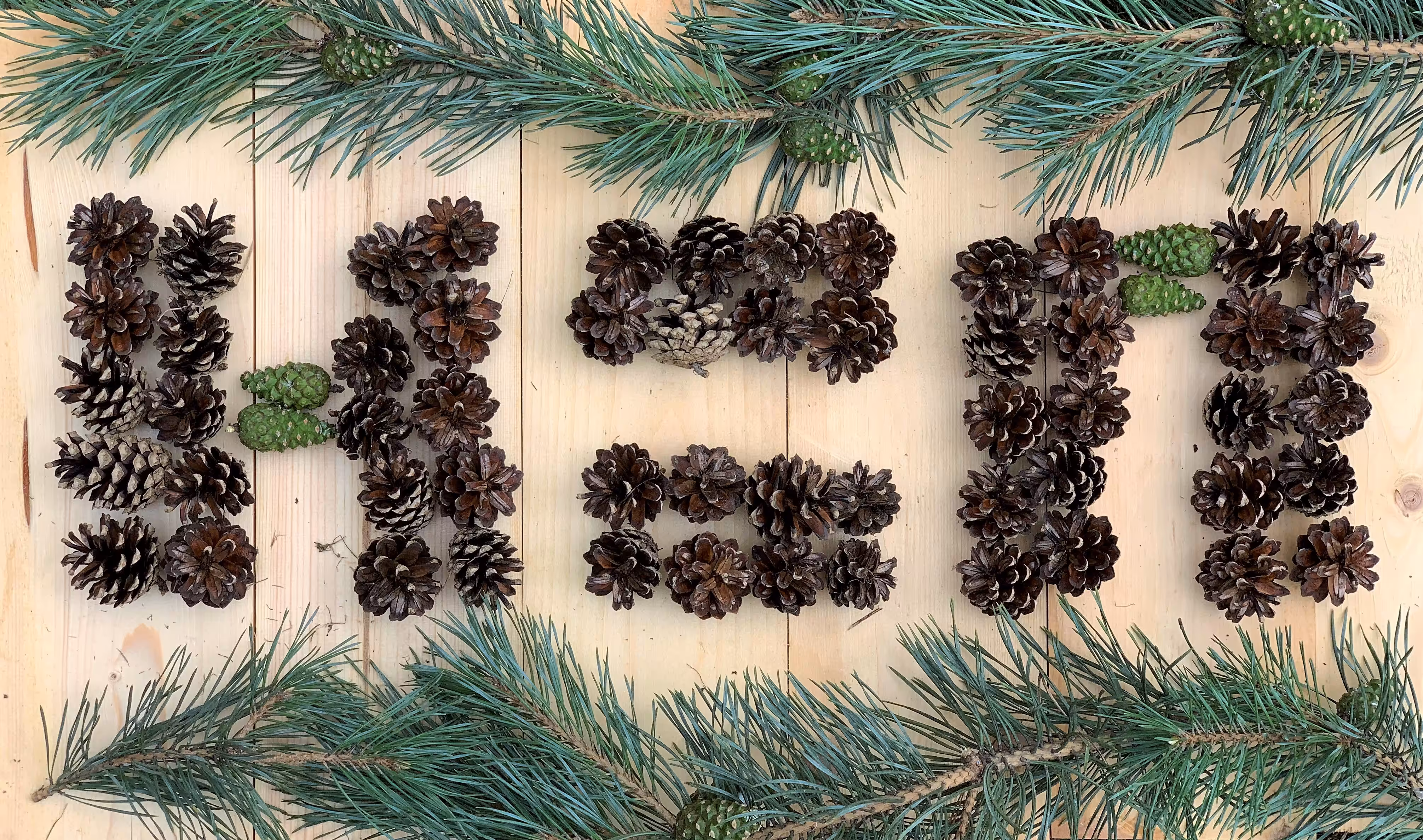 Pine Cone HEN