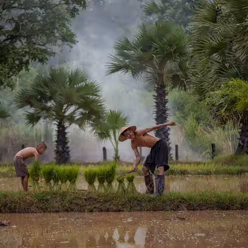Father and son in a rice field #1