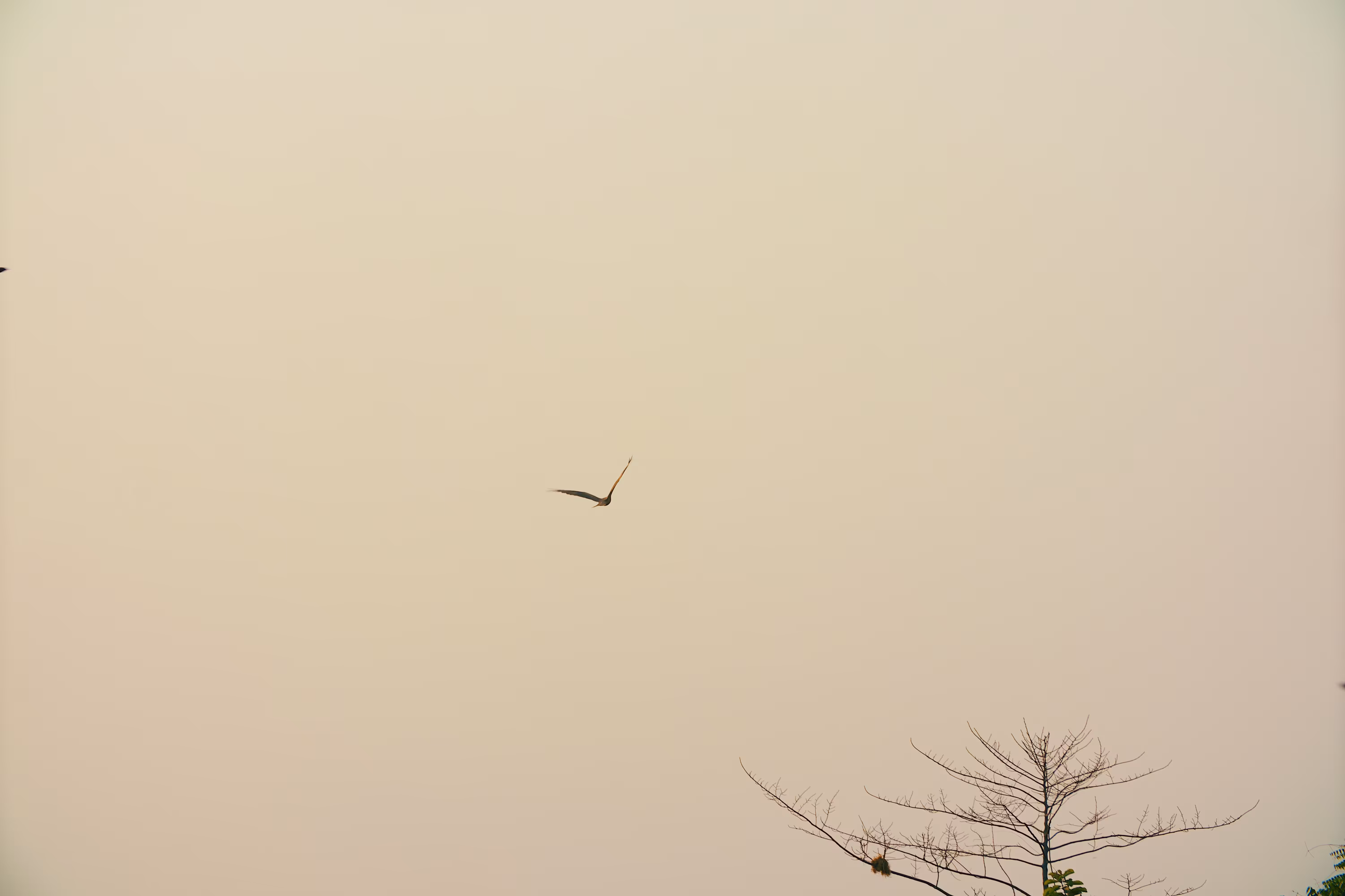 Free Like a Bird