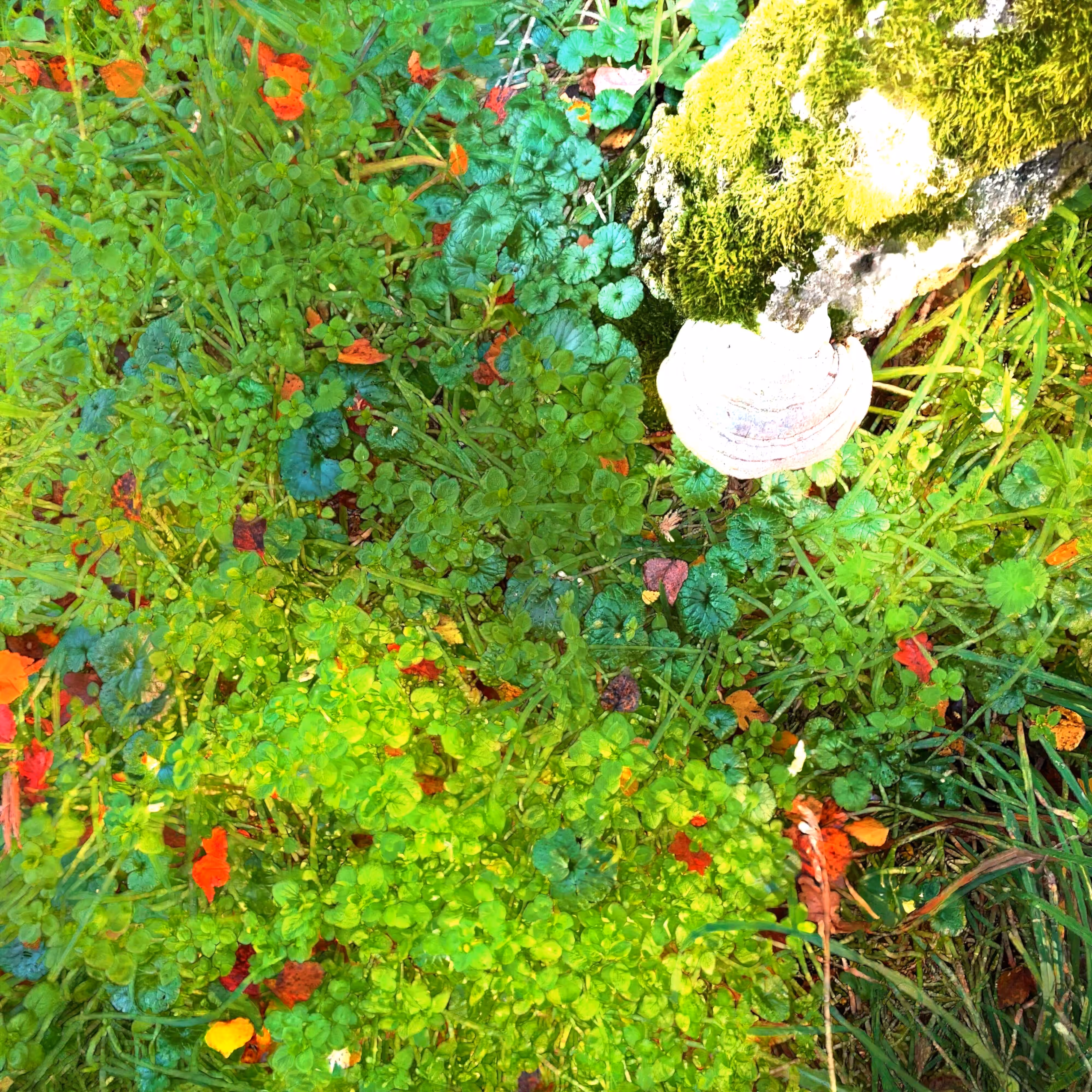 Autonomous Forest Plots: Plot u329hvj6g