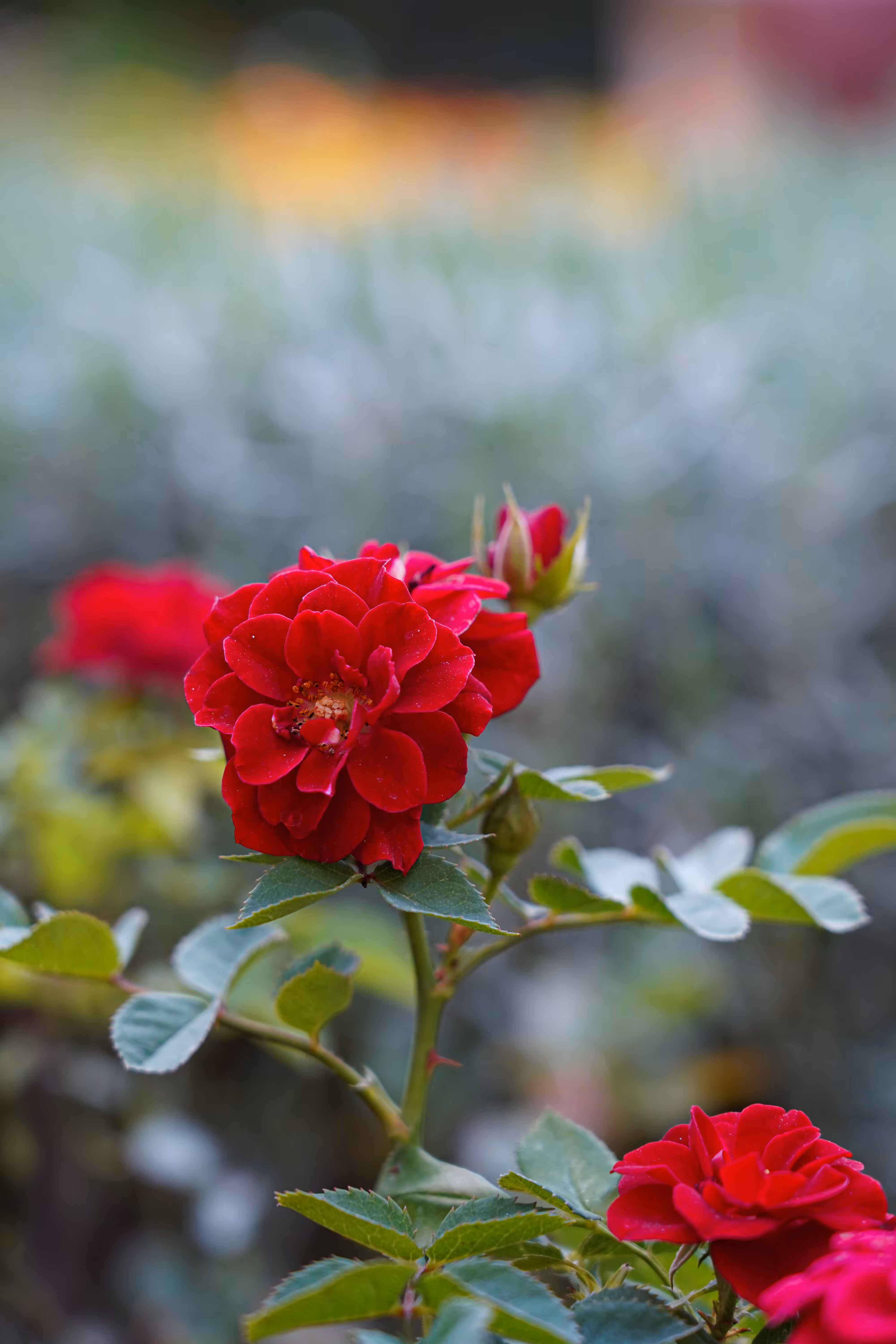 flowers: Red Heart in the Mist