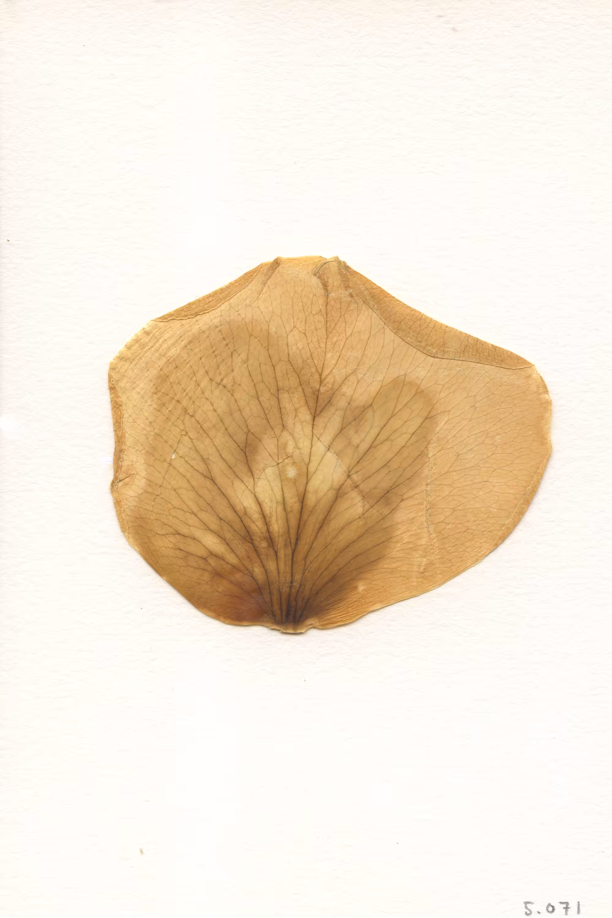 Bitchcoin #05.071