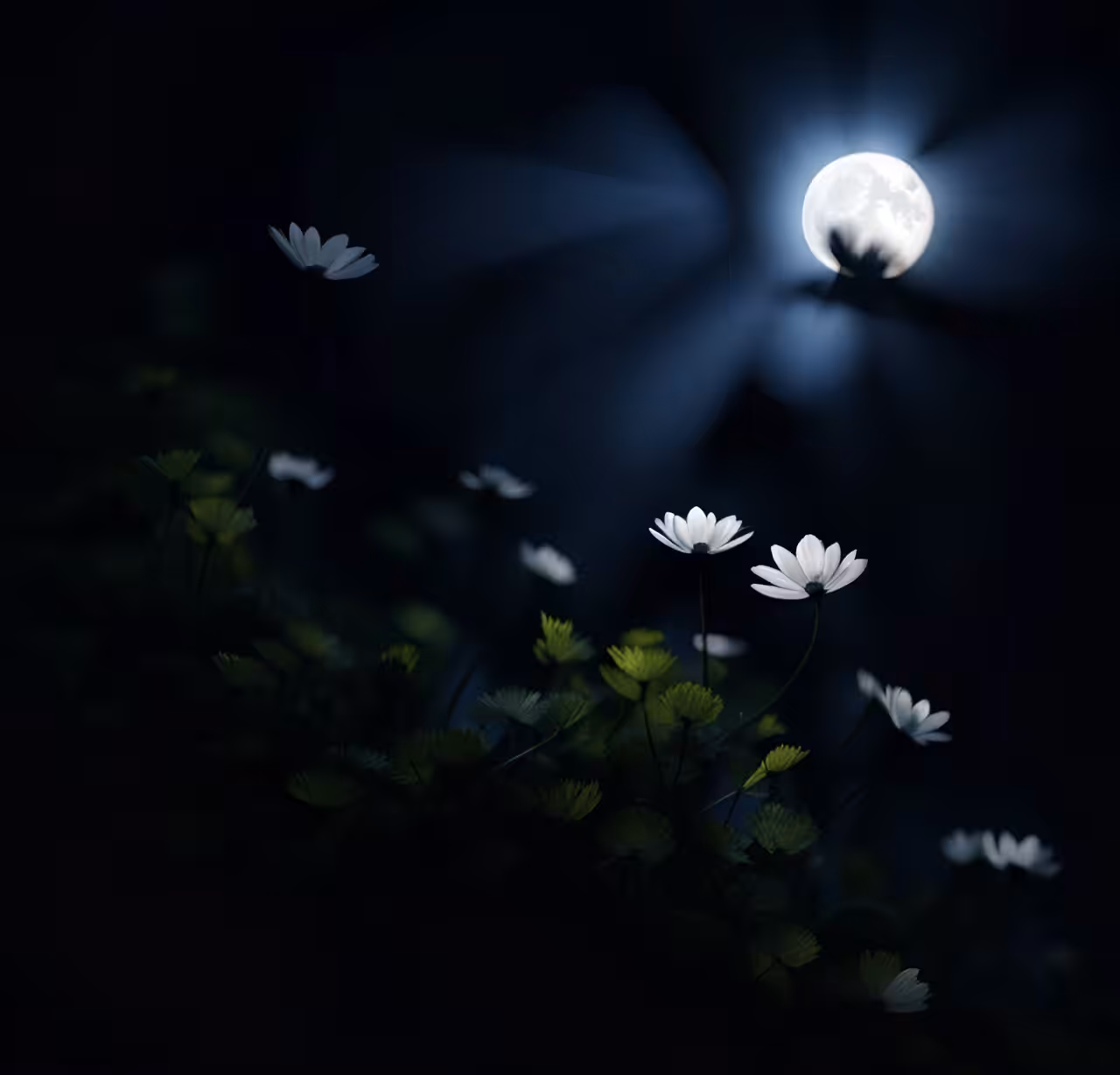 Flowers shadows