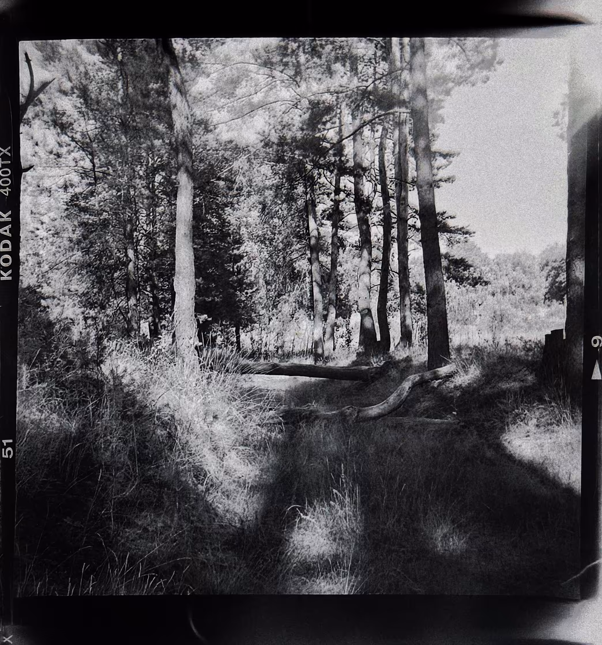 Summer Path