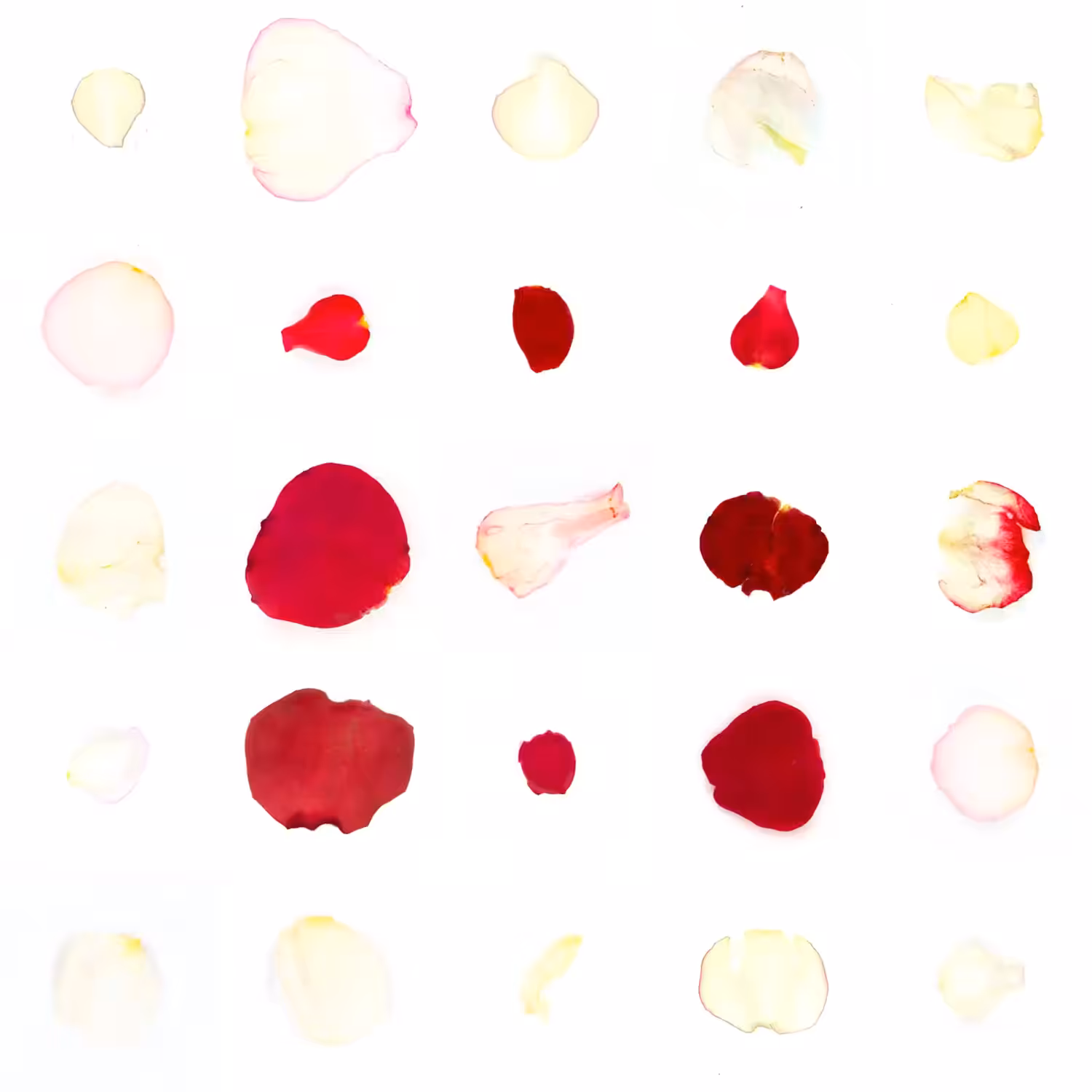 Infinite Petals 5x5#20670
