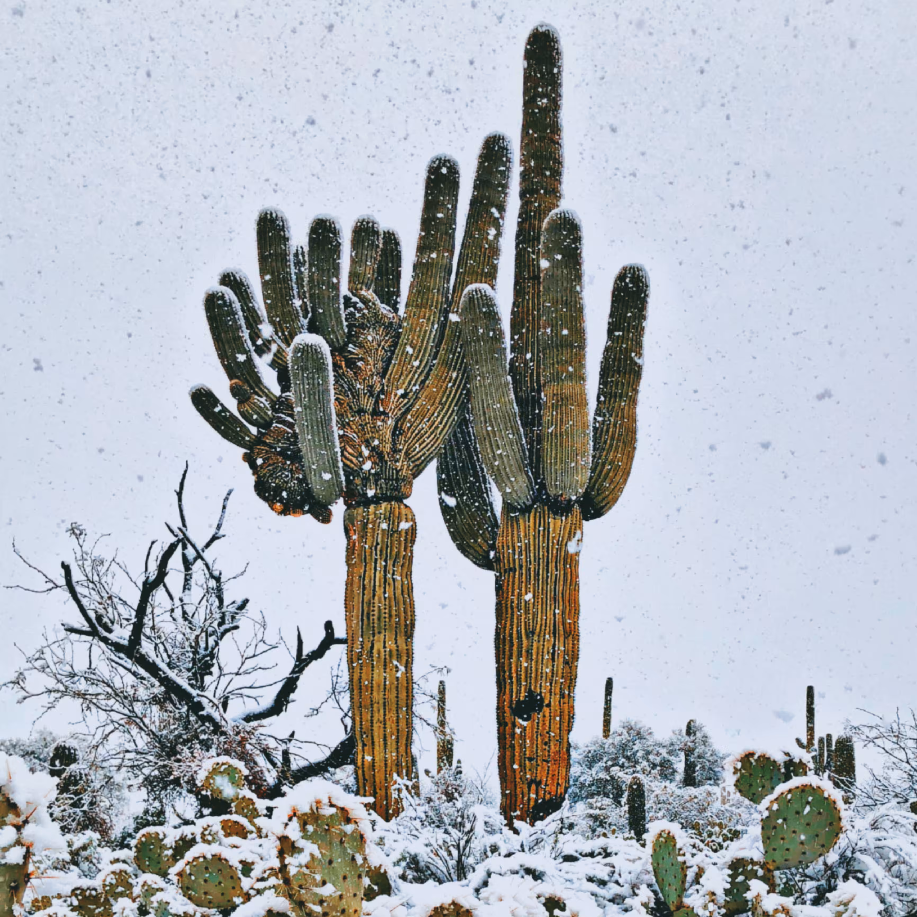 When the Desert Sleeps Cold