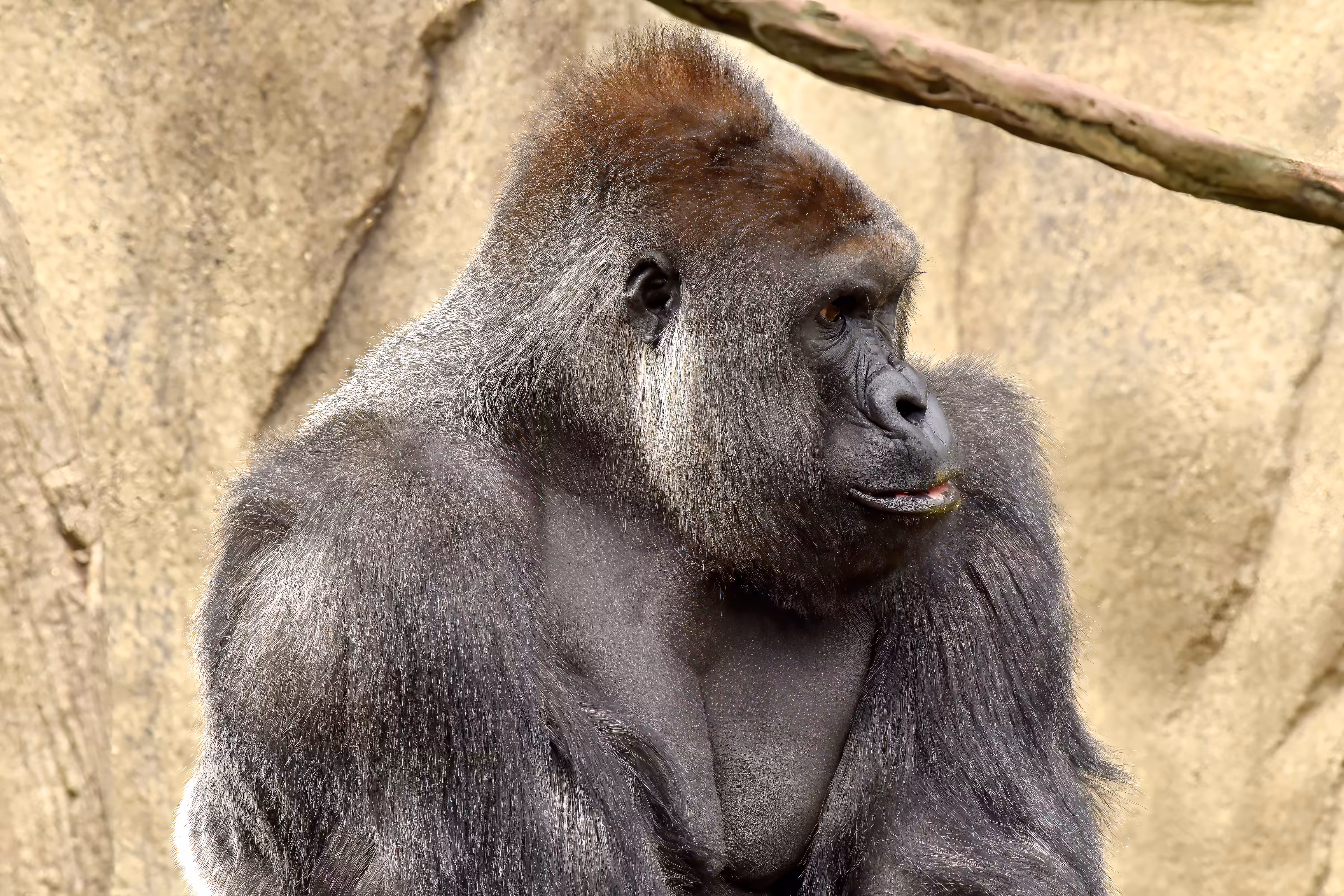LEGENDS: HARAMBE: LEGENDS #41