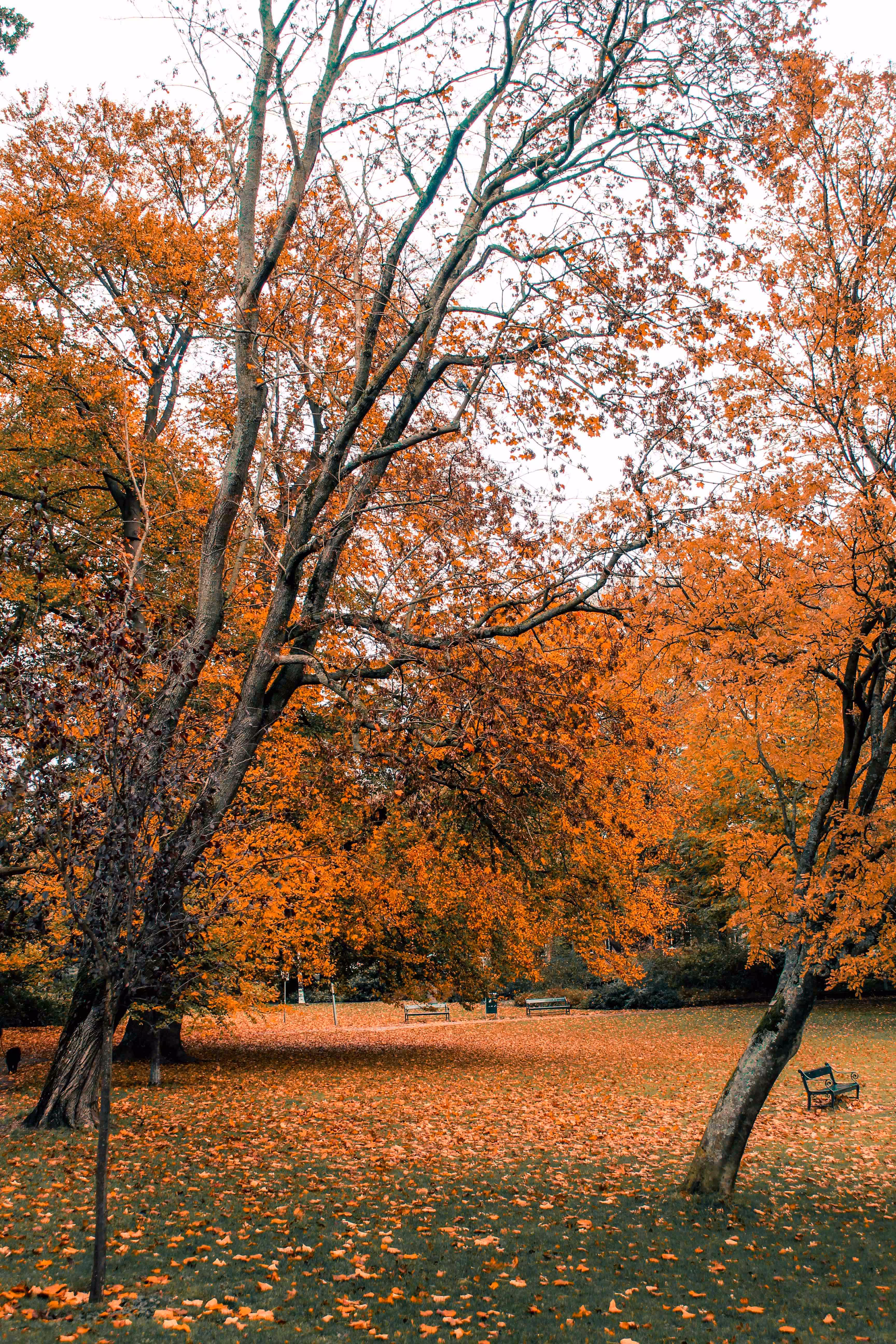 Colourful autumn of Utrecht